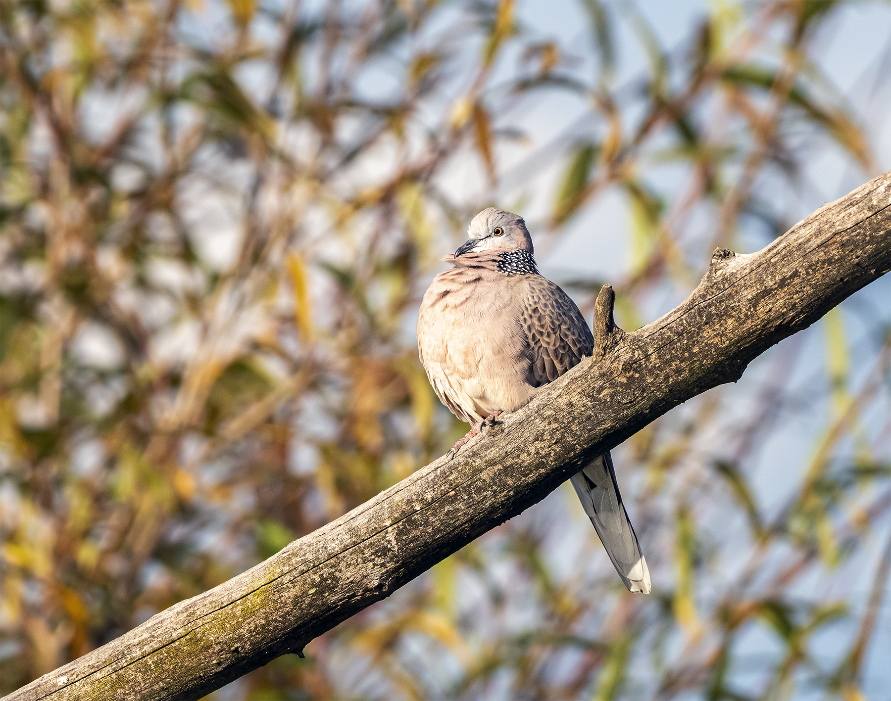 Spotted Dove (Image ID 40314)