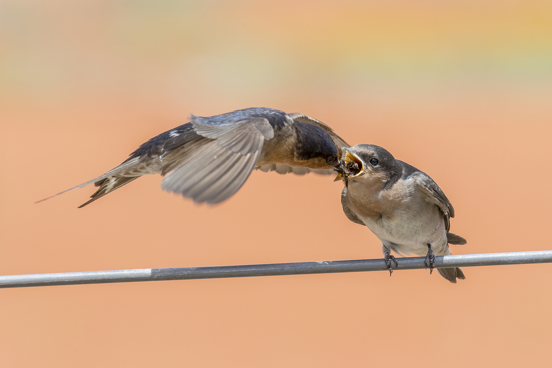 Welcome Swallow (Image ID 40635)