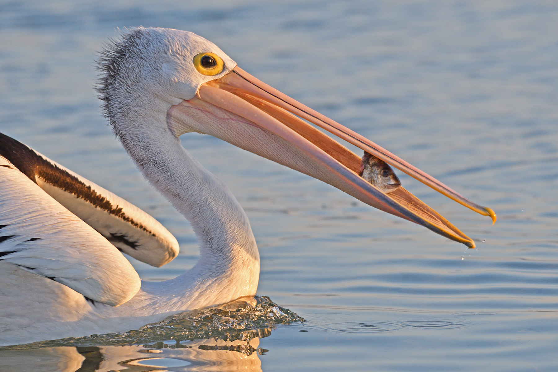 Australian Pelican (Image ID 40656)