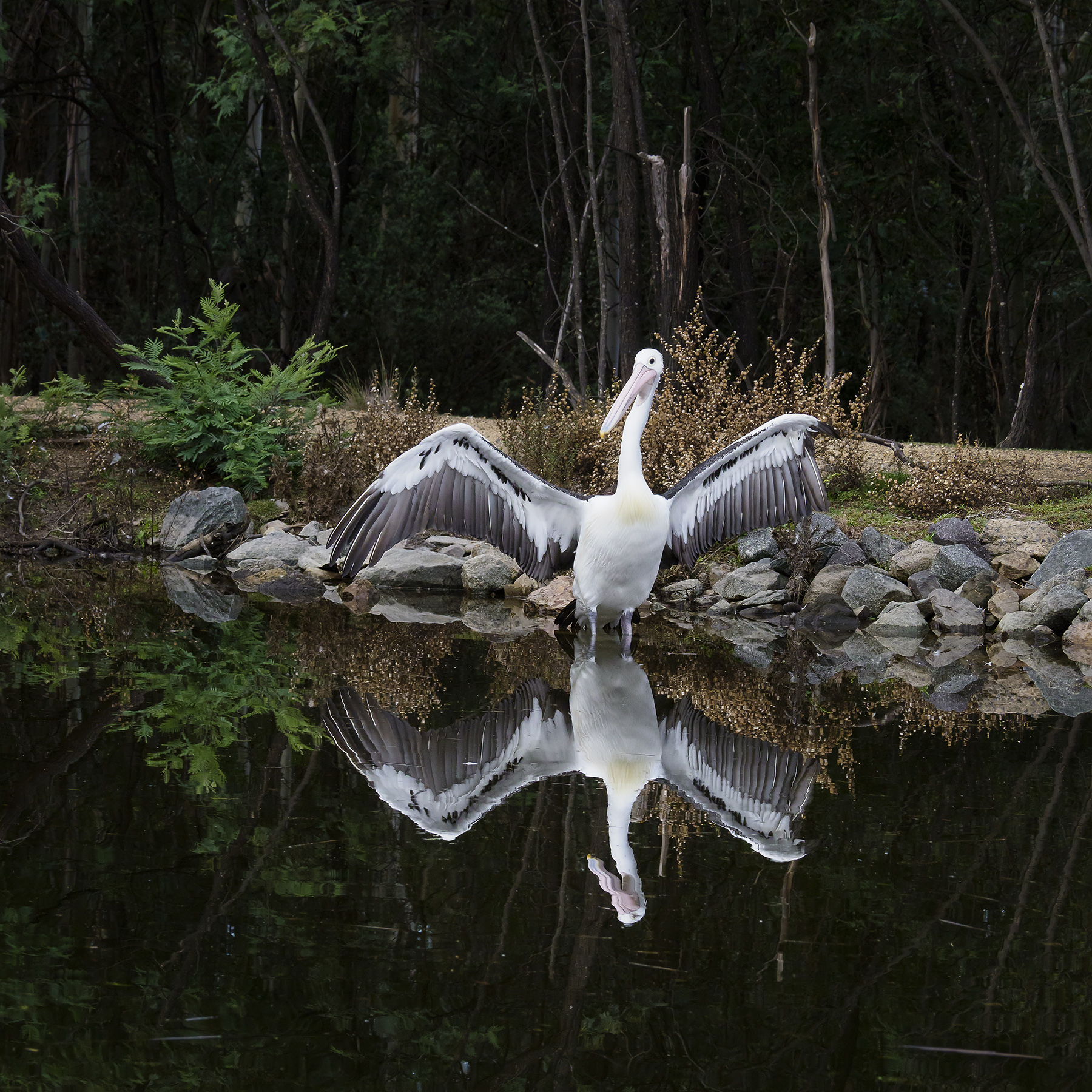 Australian Pelican (Image ID 40647)