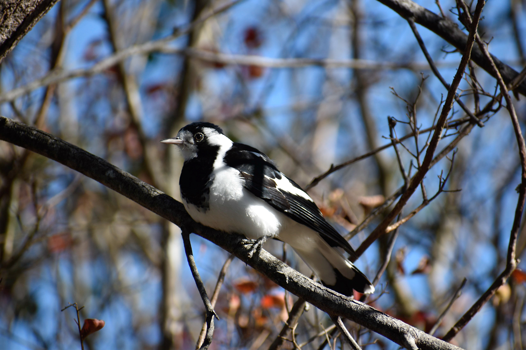 Magpie-lark (Image ID 40659)