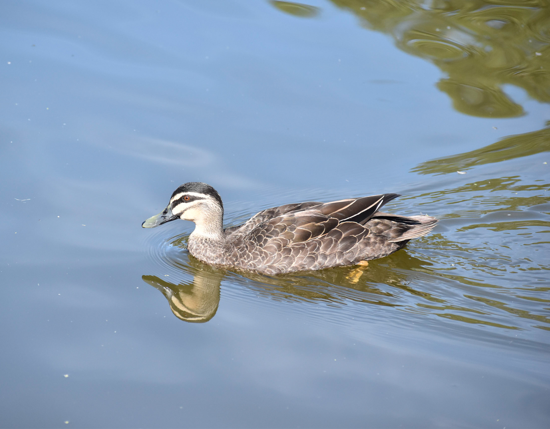 Pacific Black Duck (Image ID 40405)