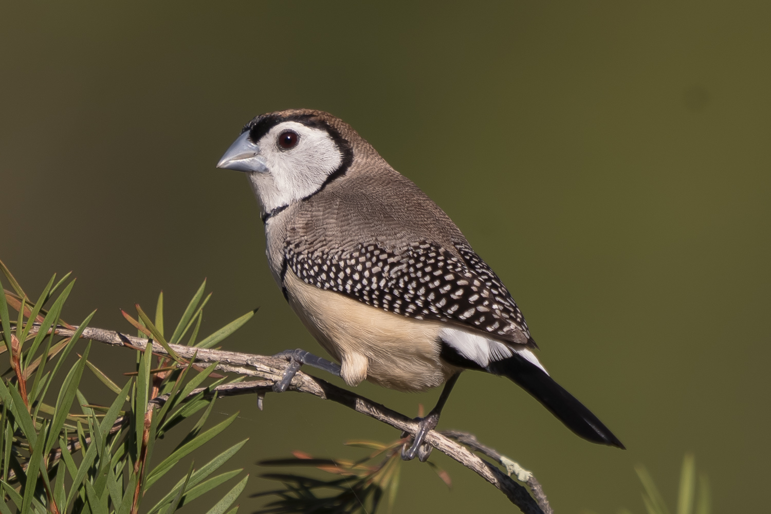Double-barred Finch (Image ID 40366)