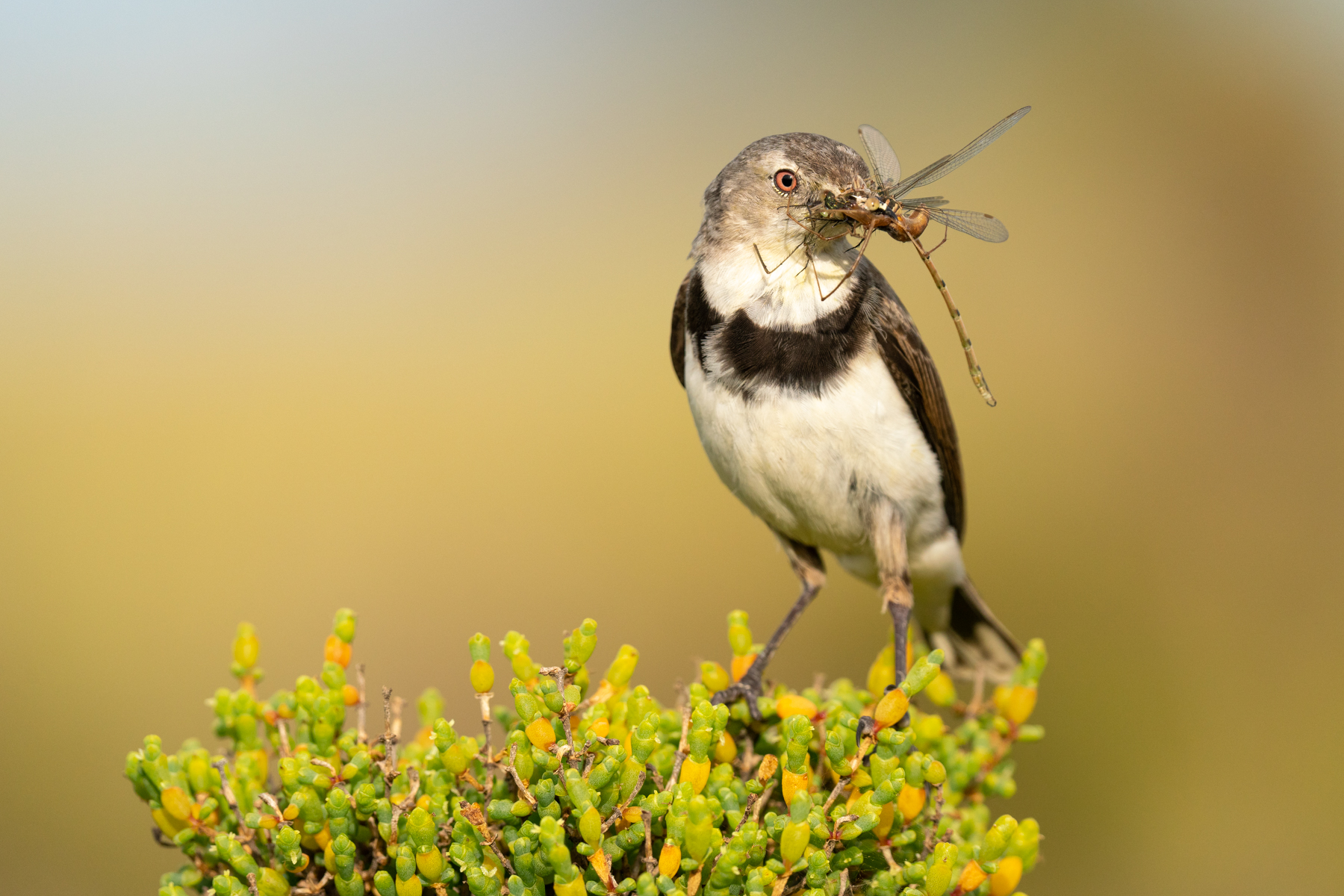White-fronted Chat (Image ID 40490)