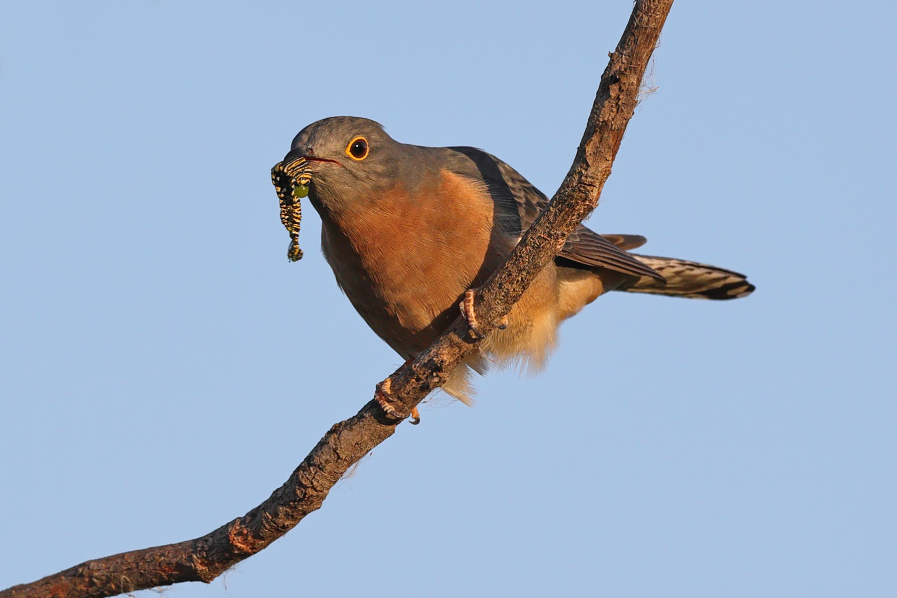 Fan-tailed Cuckoo (Image ID 40418)