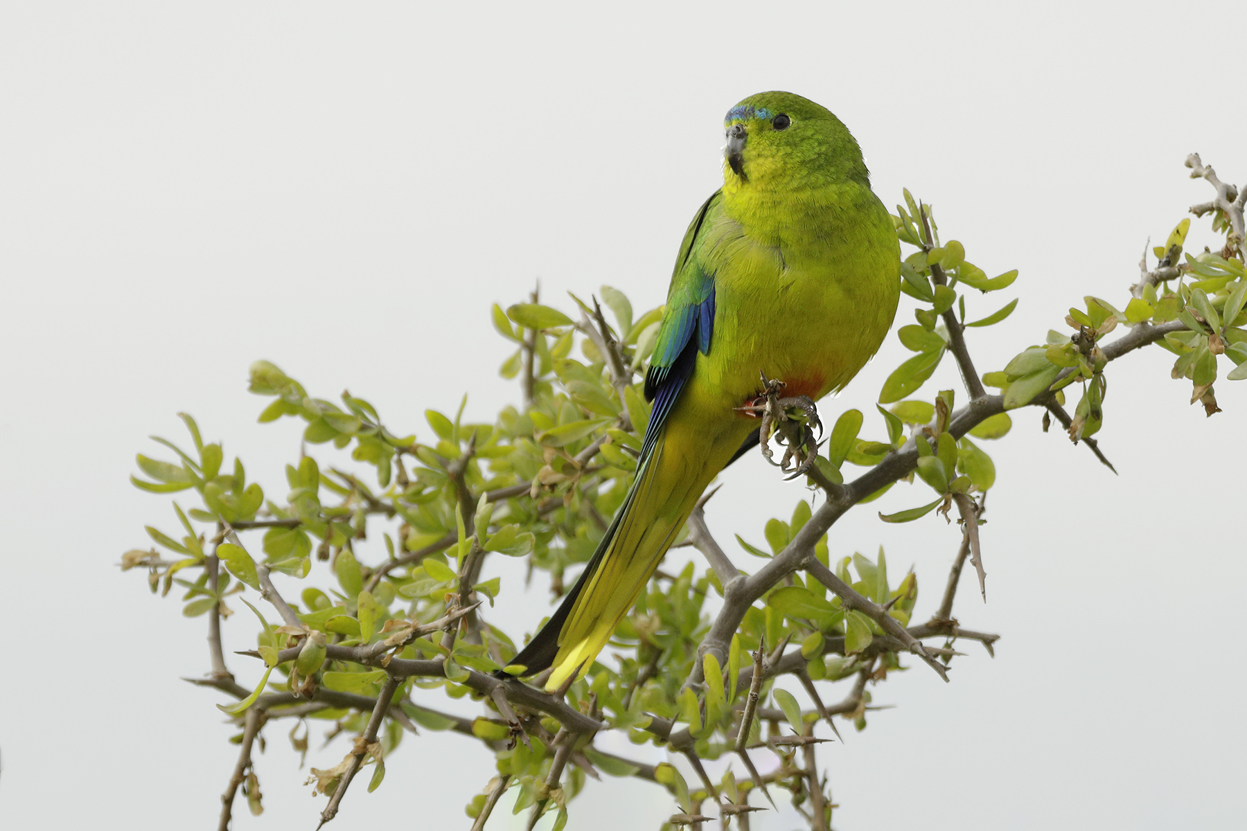Orange-bellied Parrot (Image ID 40383)