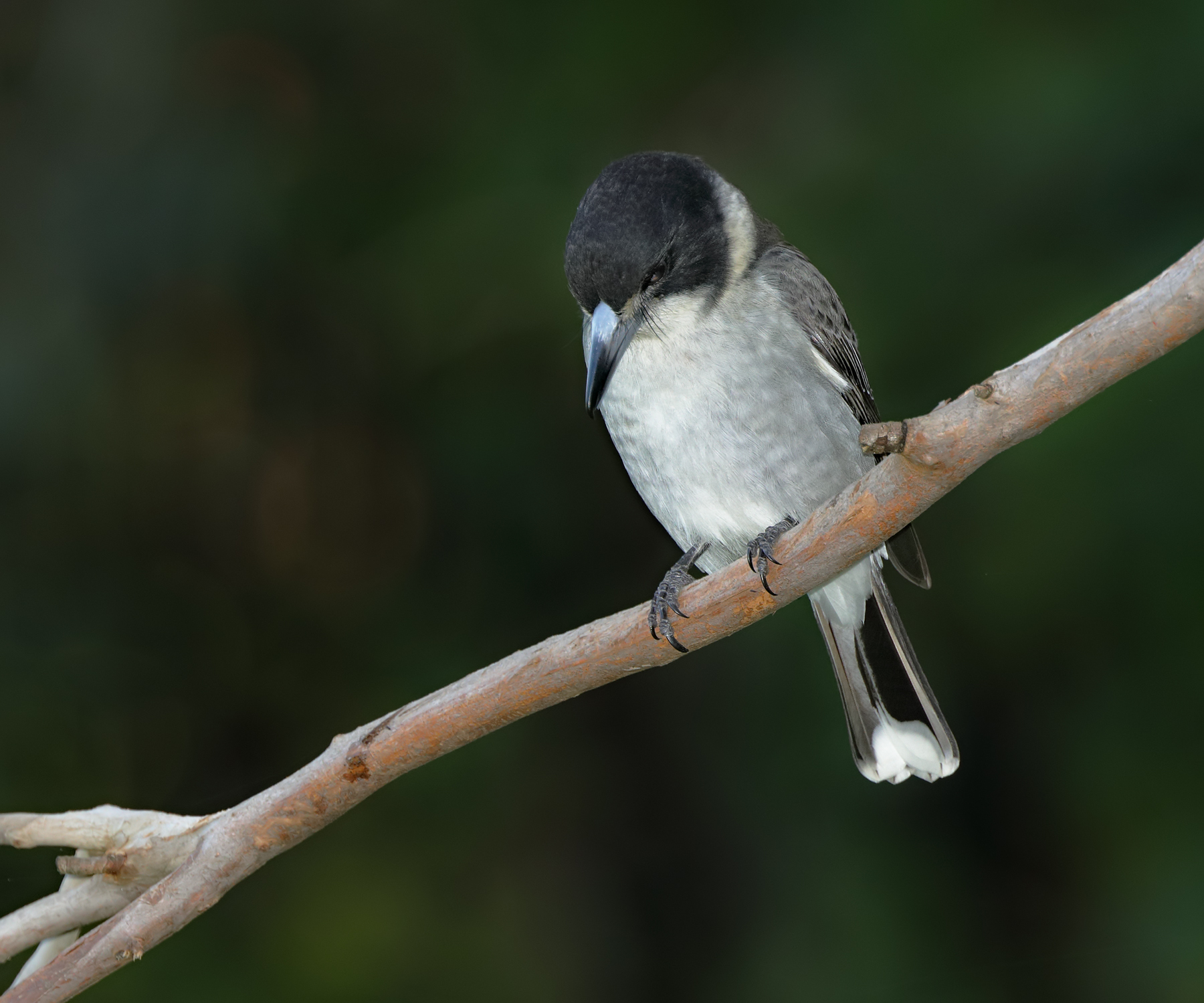 Grey Butcherbird (Image ID 40466)