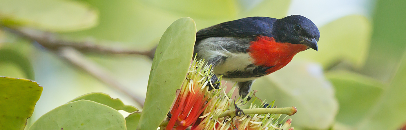 Mistletoebird (Image ID 40307)