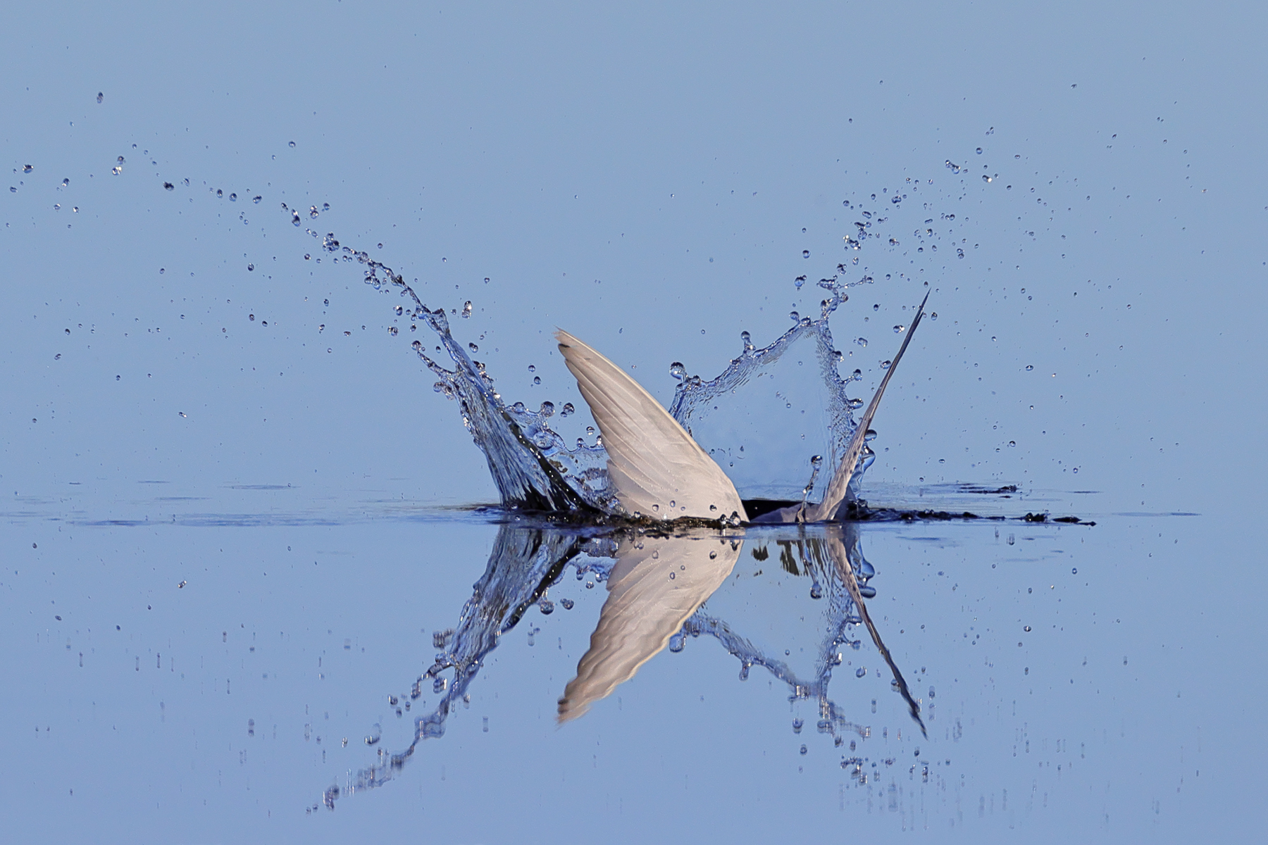 Whiskered Tern (Image ID 40403)
