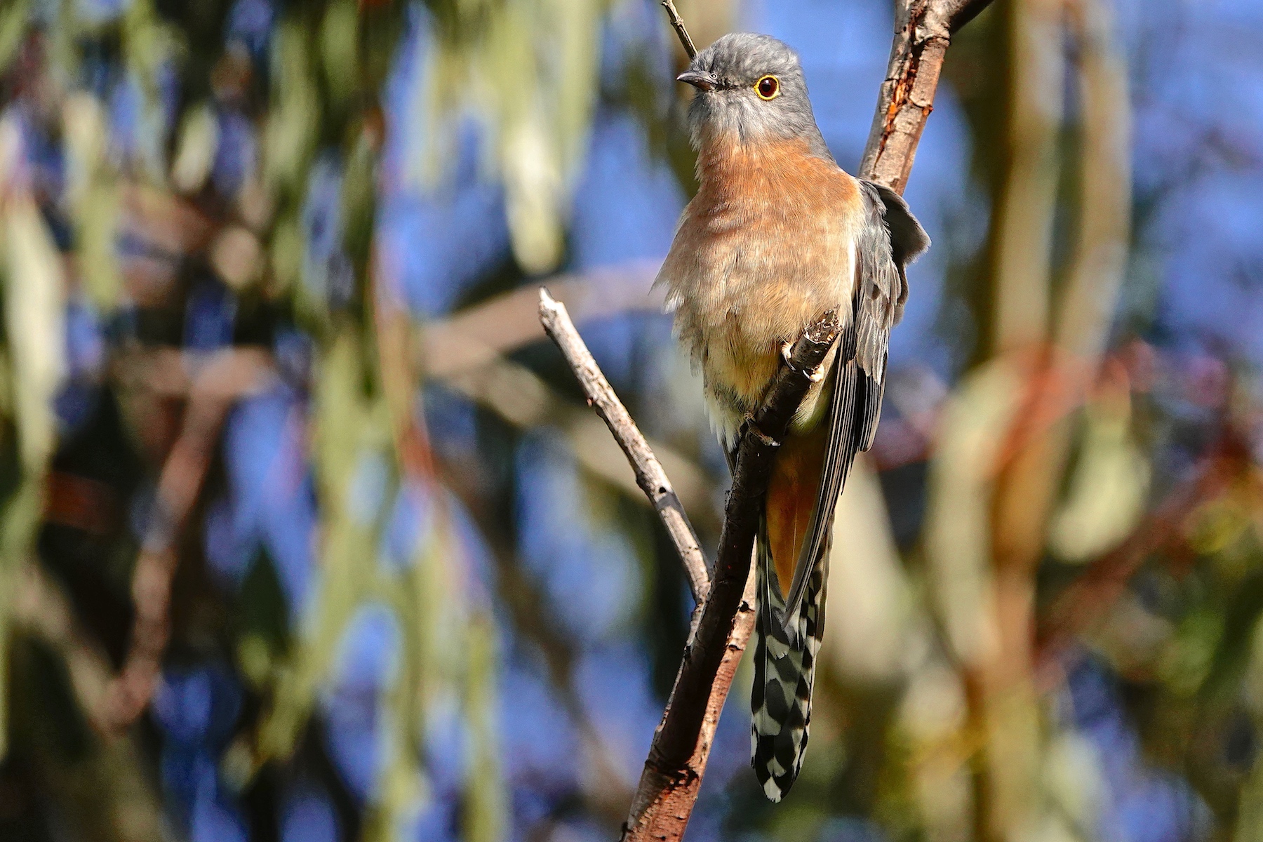 Fan-tailed Cuckoo (Image ID 40534)