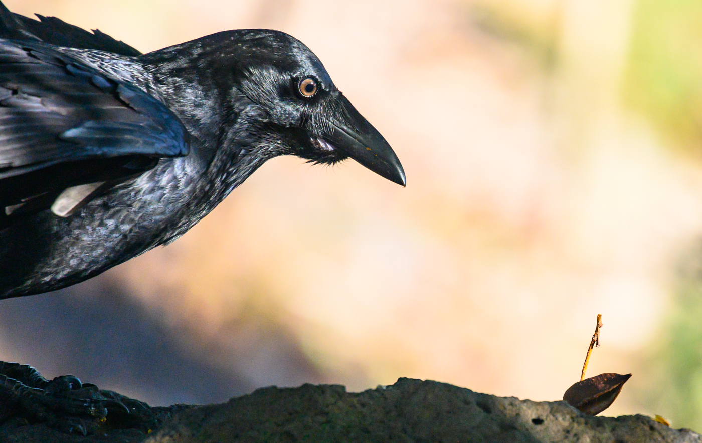 Little Raven (Image ID 40393)
