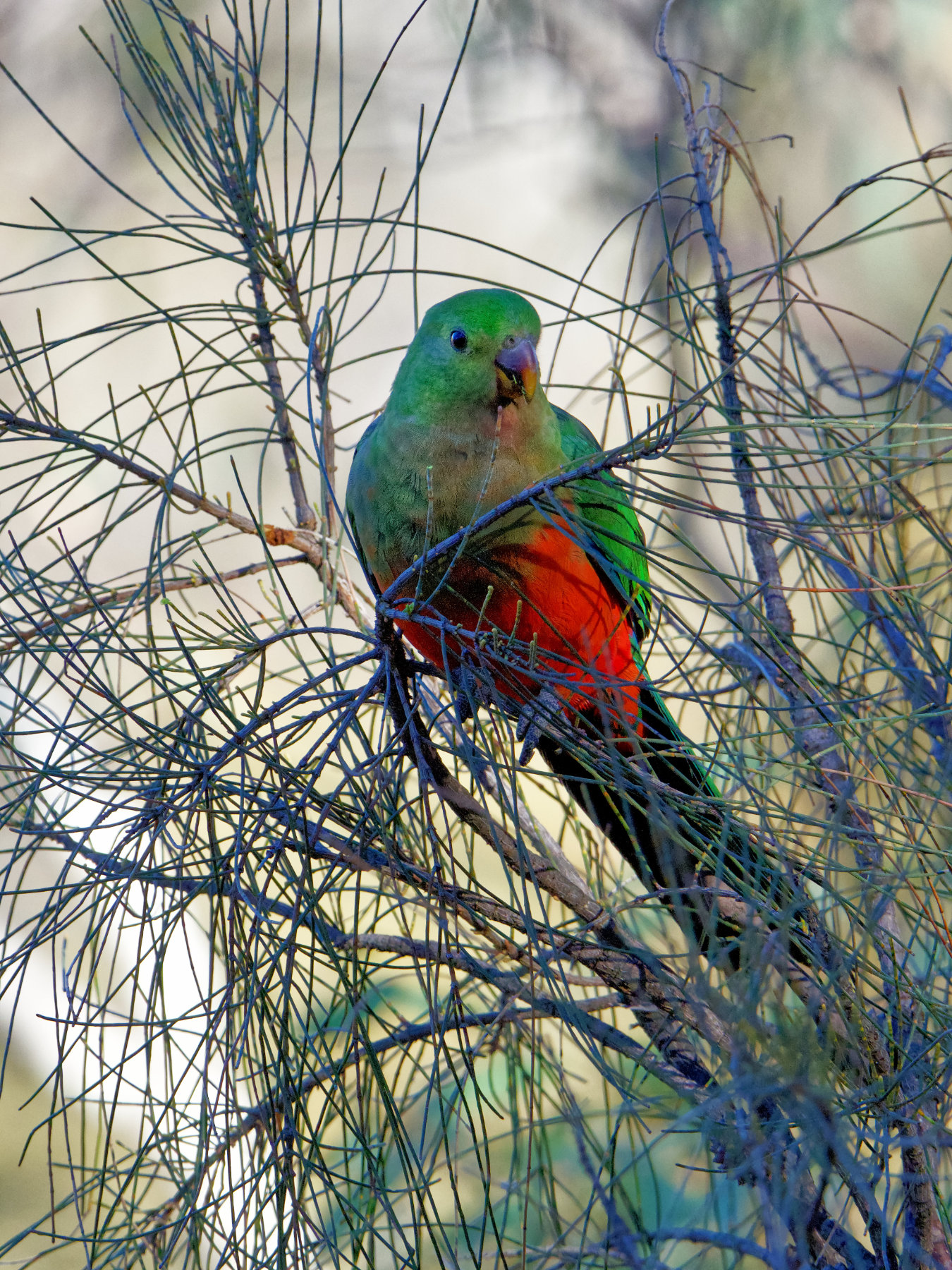 Australian King-Parrot (Image ID 40880)
