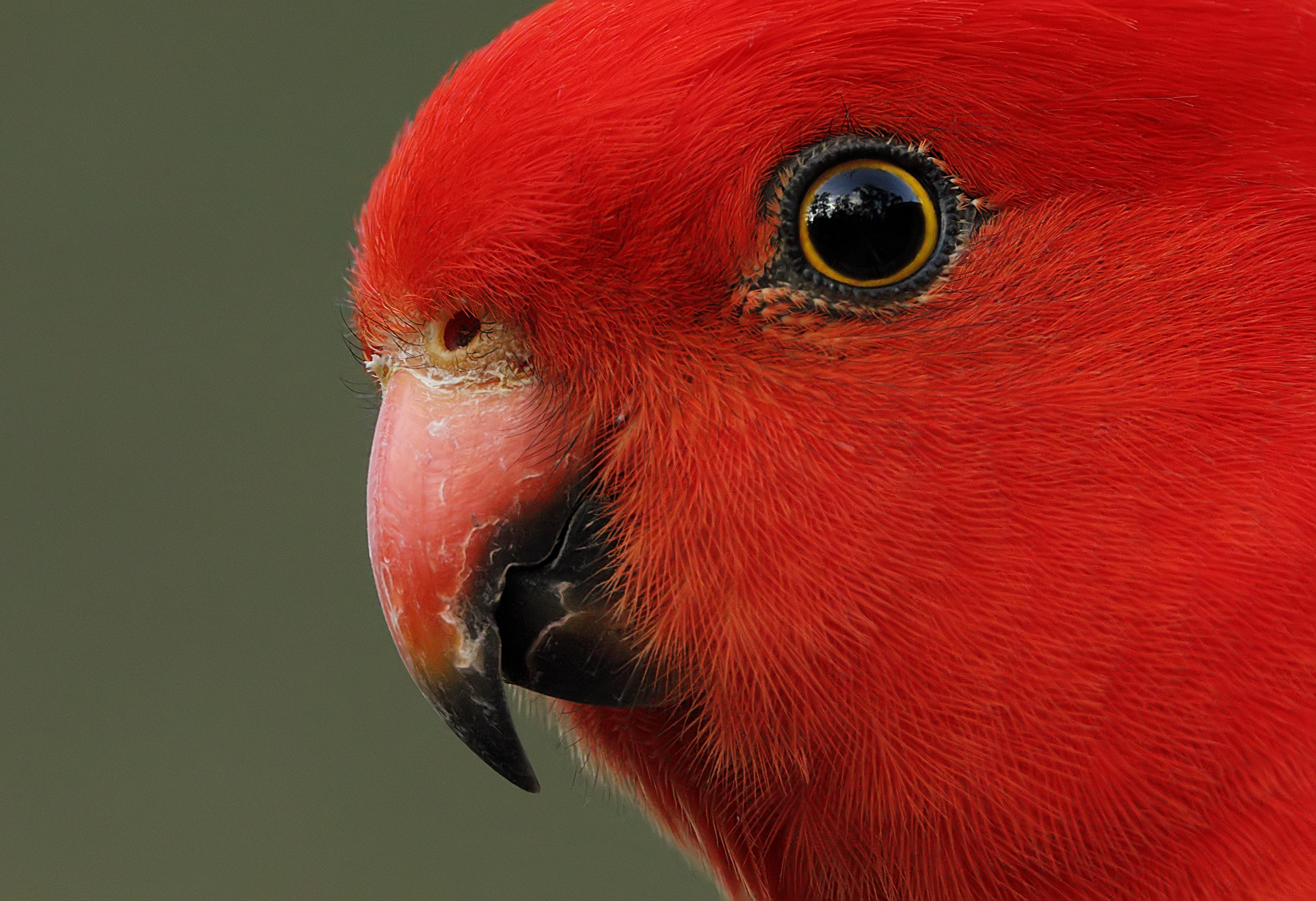 Australian King-Parrot (Image ID 40977)