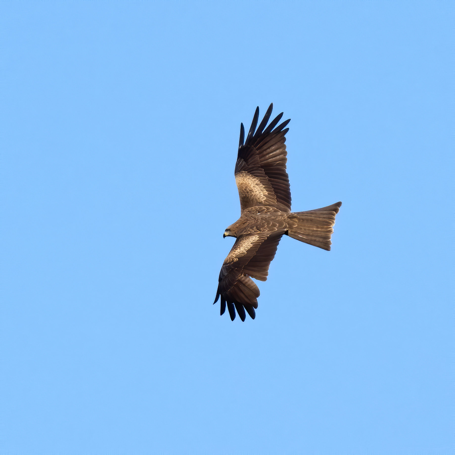 Black Kite (Image ID 40732)