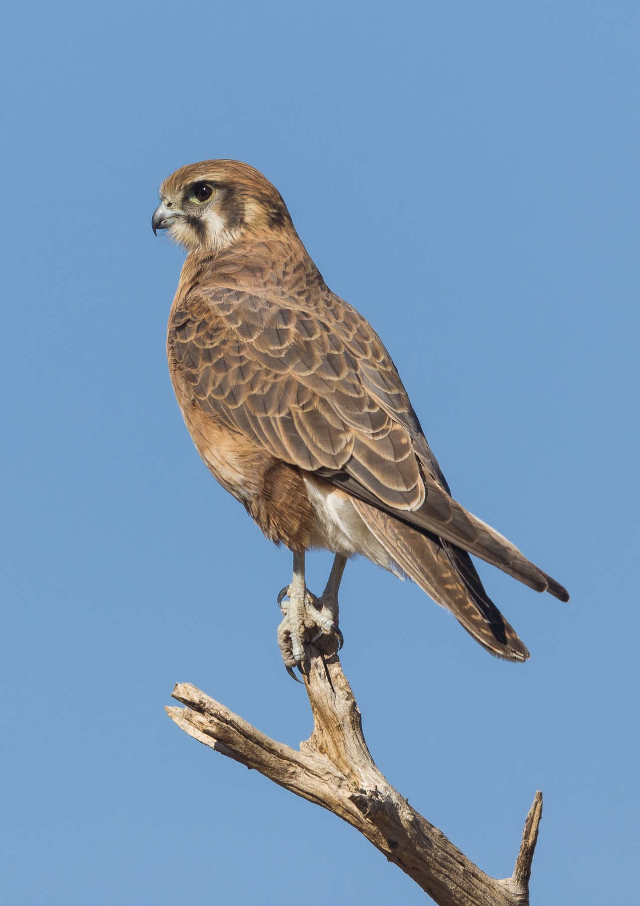 Brown Falcon (Image ID 40933)