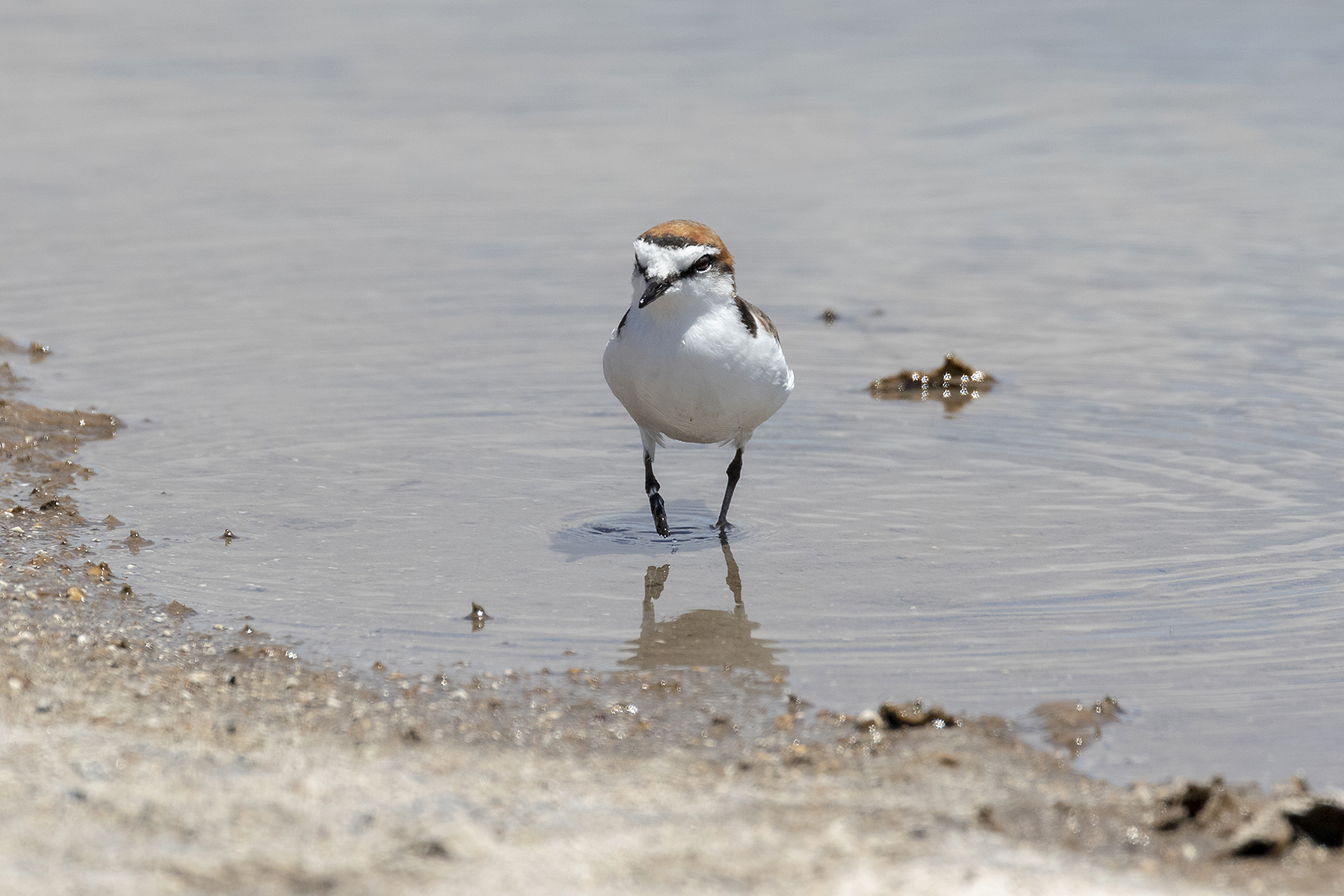 Red-capped Plover (Image ID 41060)