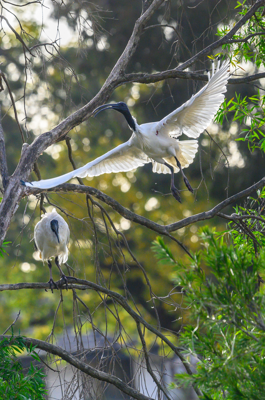 Australian White Ibis (Image ID 40729)