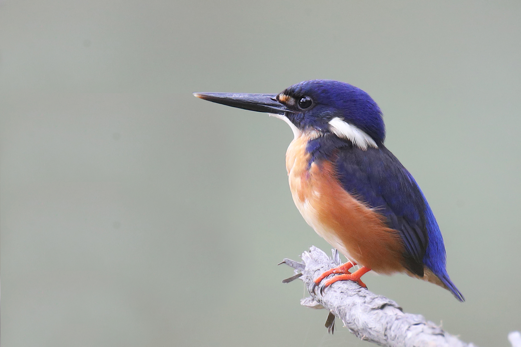 Azure Kingfisher (Image ID 40831)