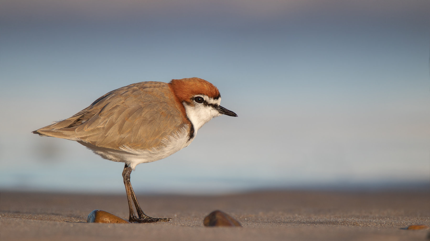Red-capped Plover (Image ID 40751)