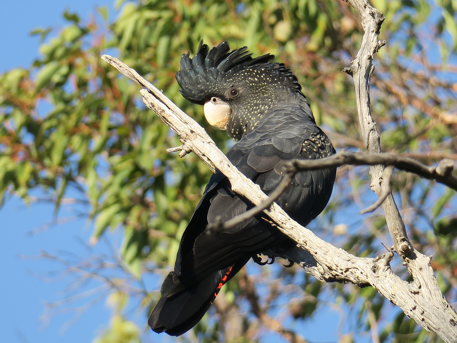 Red-tailed Black-Cockatoo (Image ID 40967)
