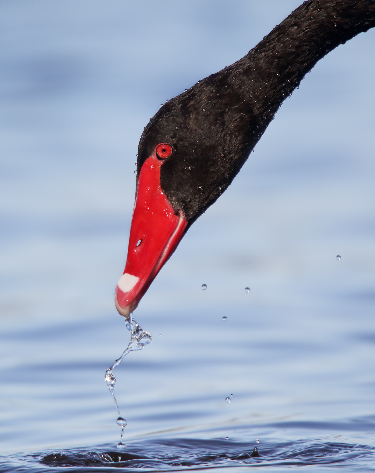 Black Swan (Image ID 41009)