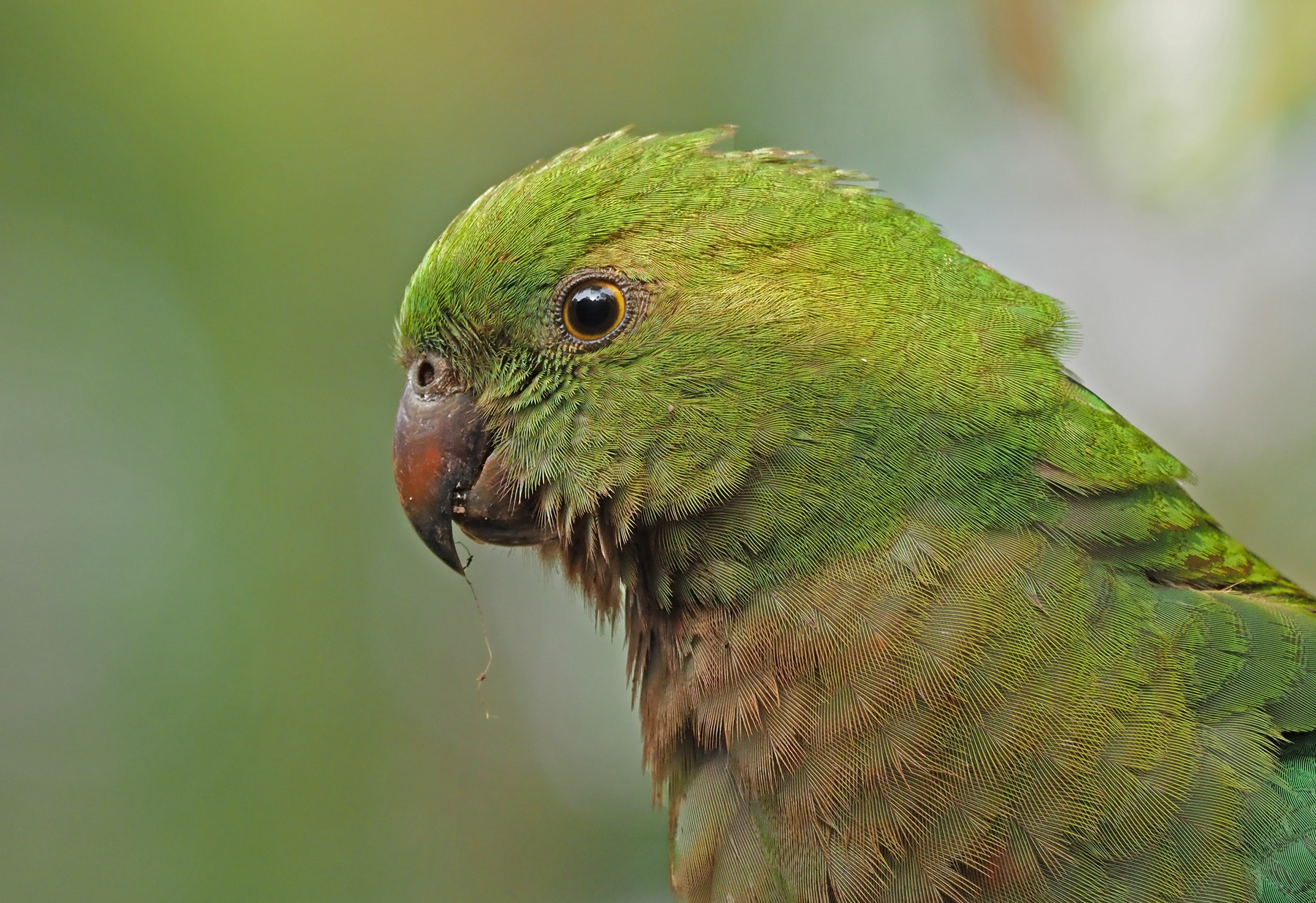 Australian King-Parrot (Image ID 40899)
