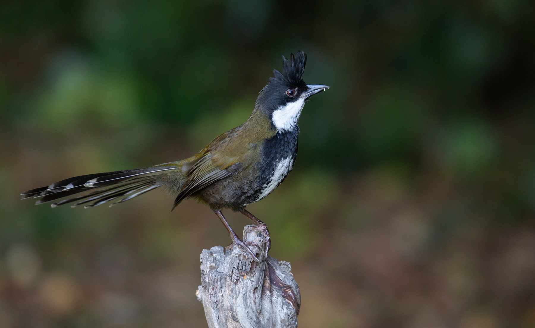 Eastern Whipbird (Image ID 40885)