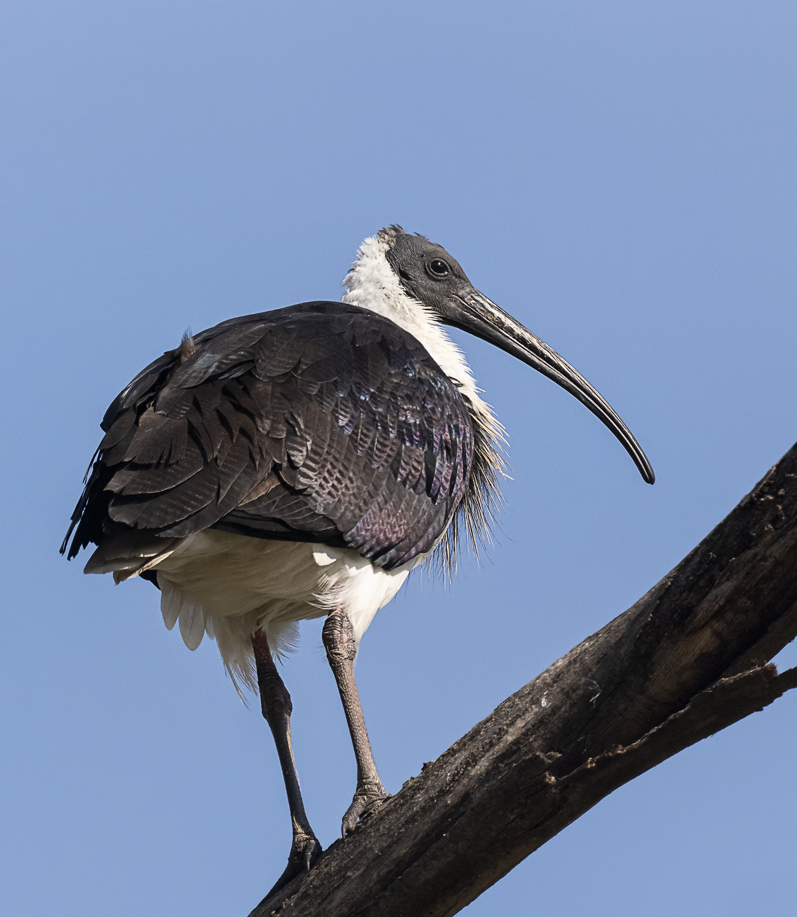 Straw-necked Ibis (Image ID 40968)