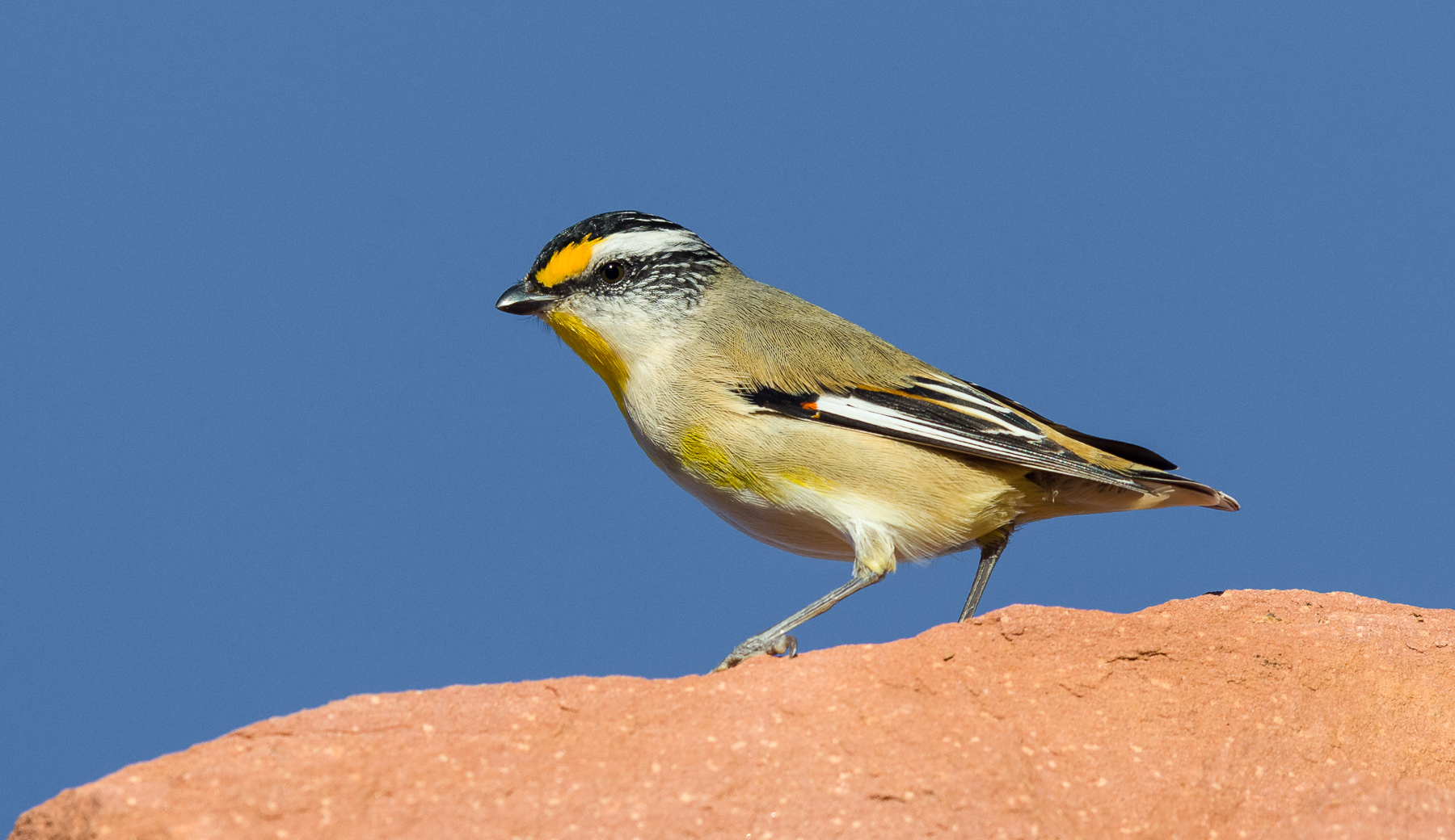 Striated Pardalote (Image ID 40764)