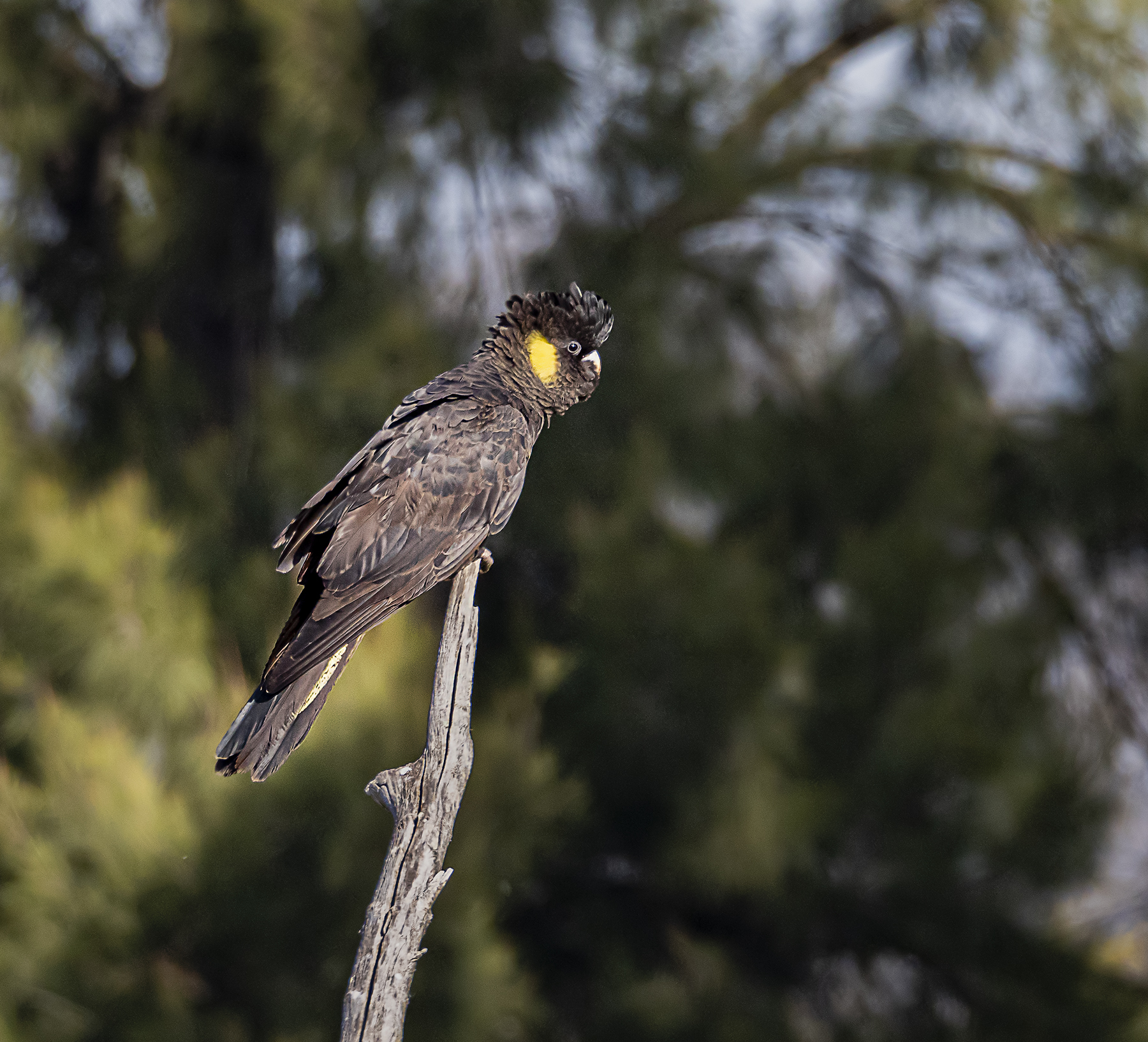 Yellow-tailed Black-Cockatoo (Image ID 40785)