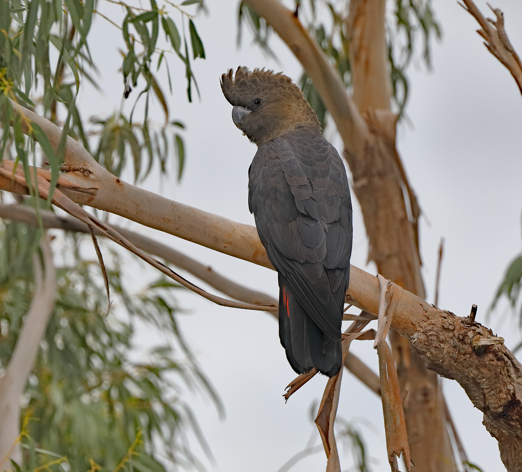 Glossy Black-Cockatoo (Image ID 41011)