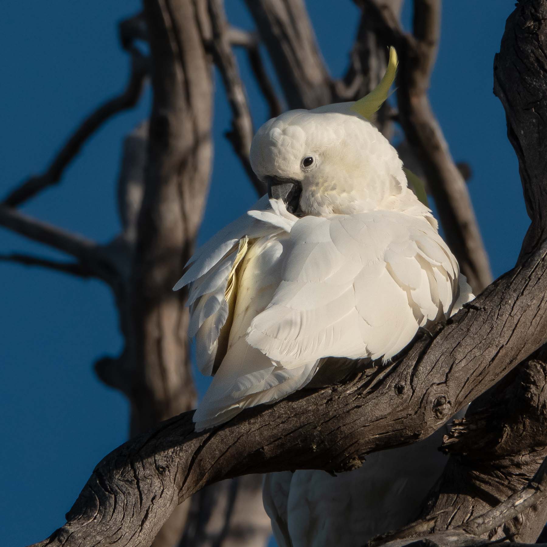 Sulphur-crested Cockatoo (Image ID 41038)
