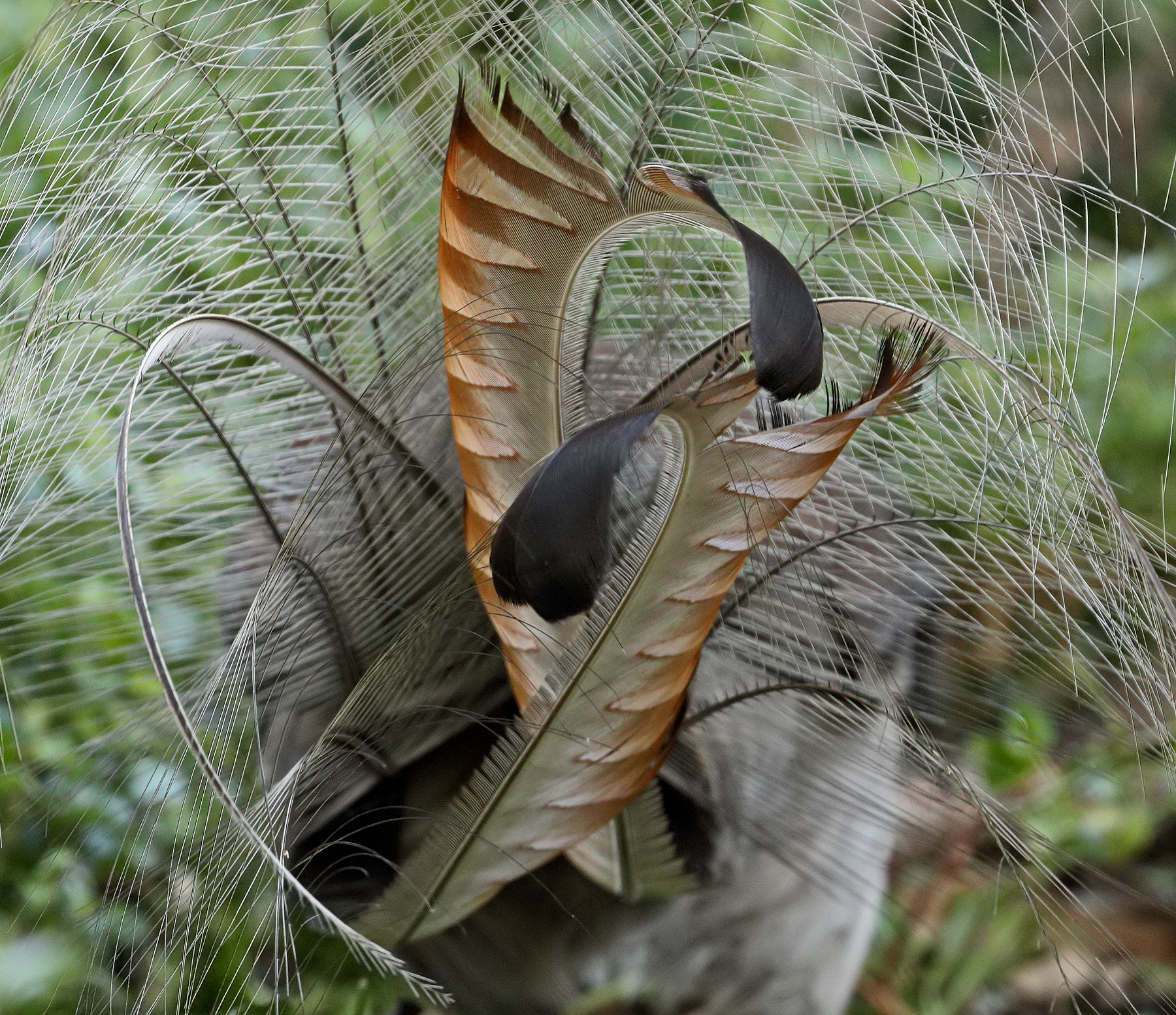 Superb Lyrebird (Image ID 40760)