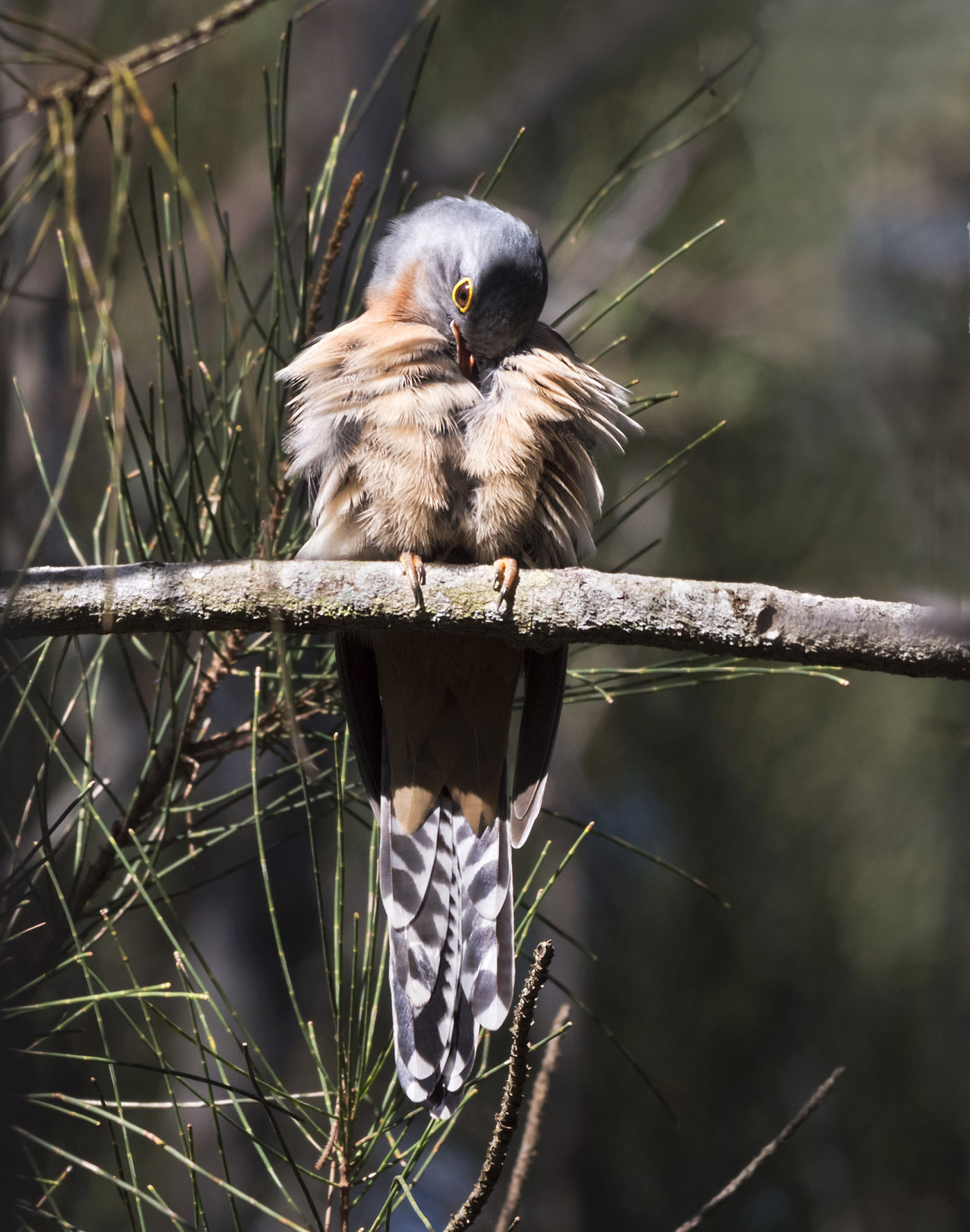 Fan-tailed Cuckoo (Image ID 40957)