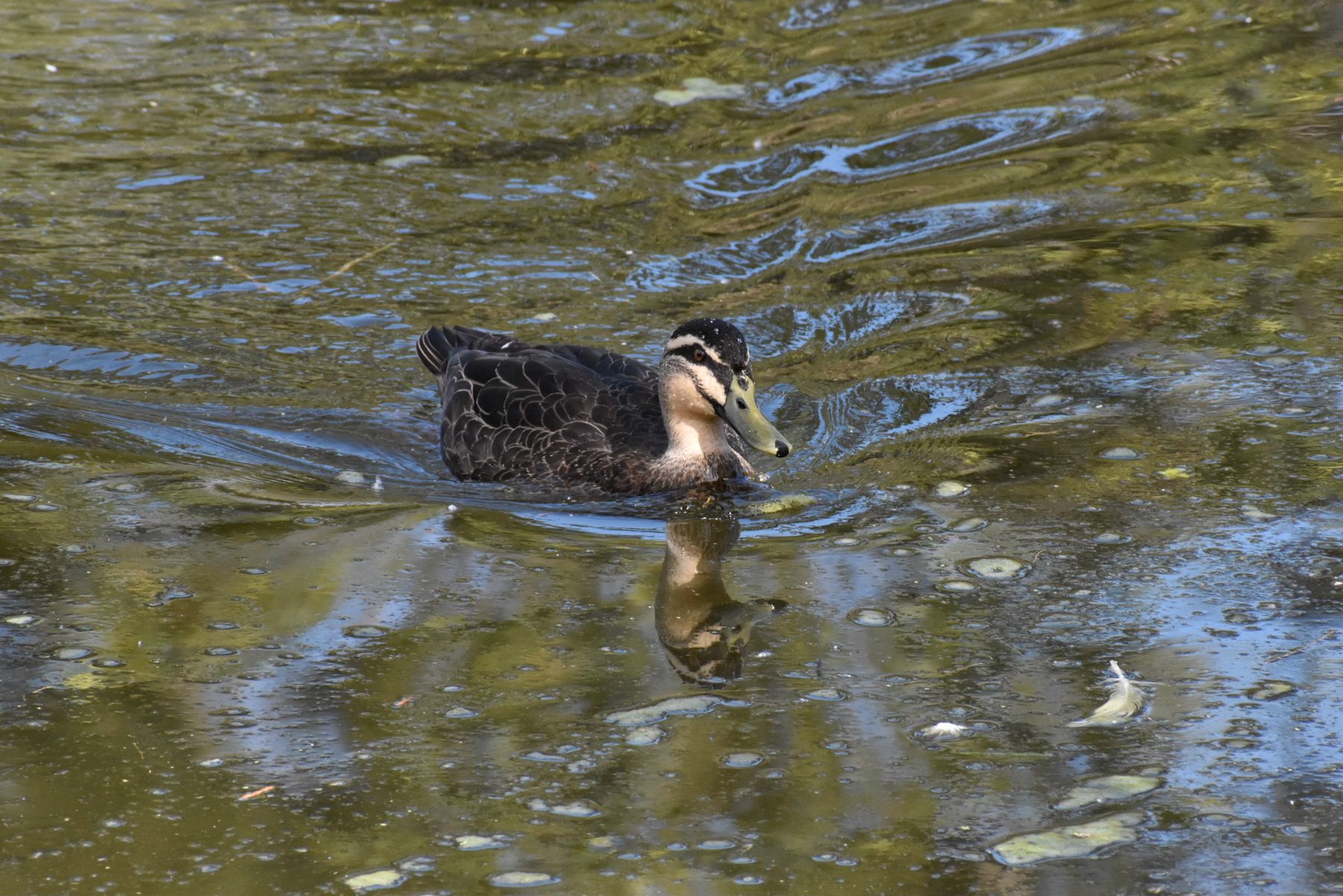 Pacific Black Duck (Image ID 40773)