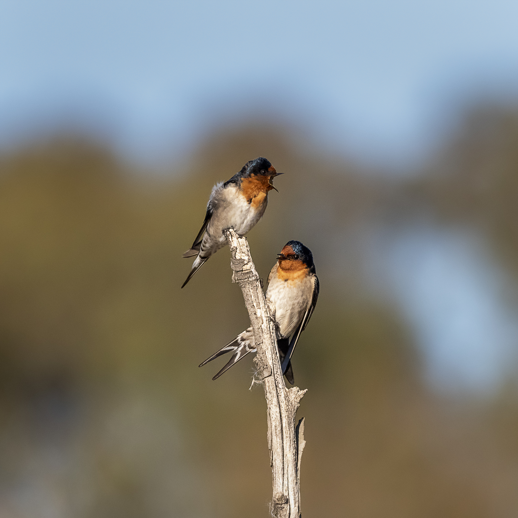 Welcome Swallow (Image ID 40890)