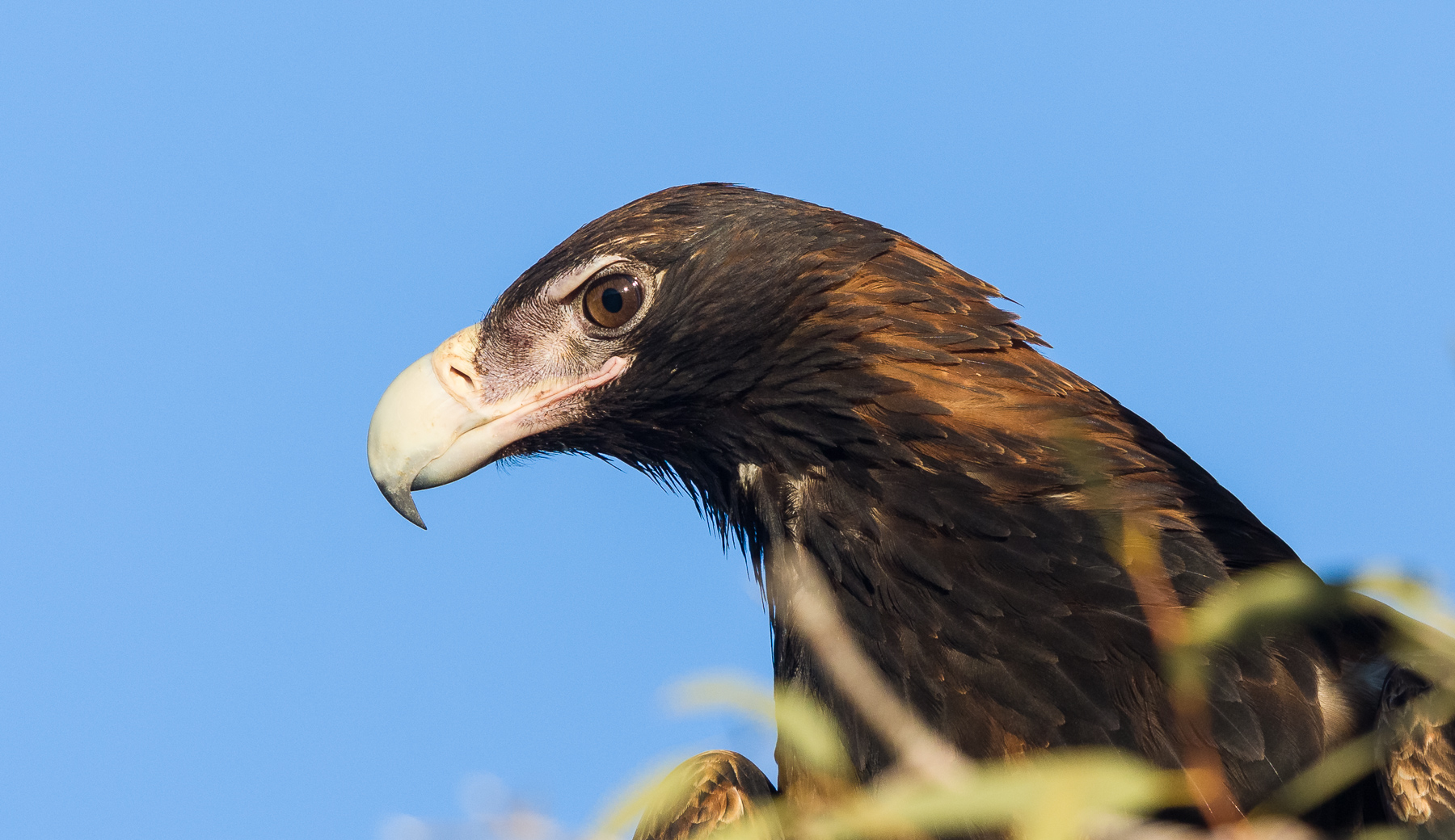 Wedge-tailed Eagle (Image ID 40808)