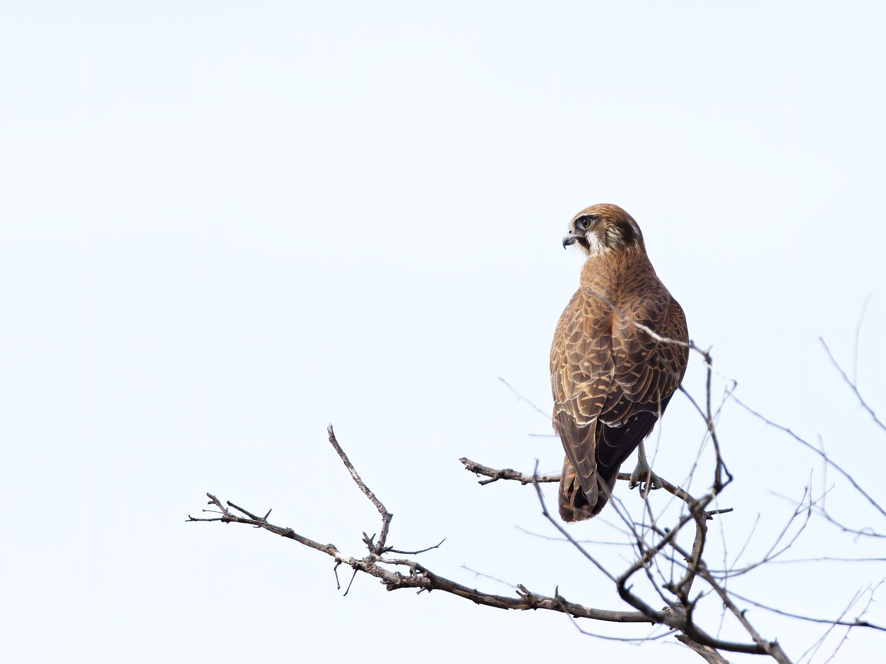 Brown Falcon (Image ID 41271)