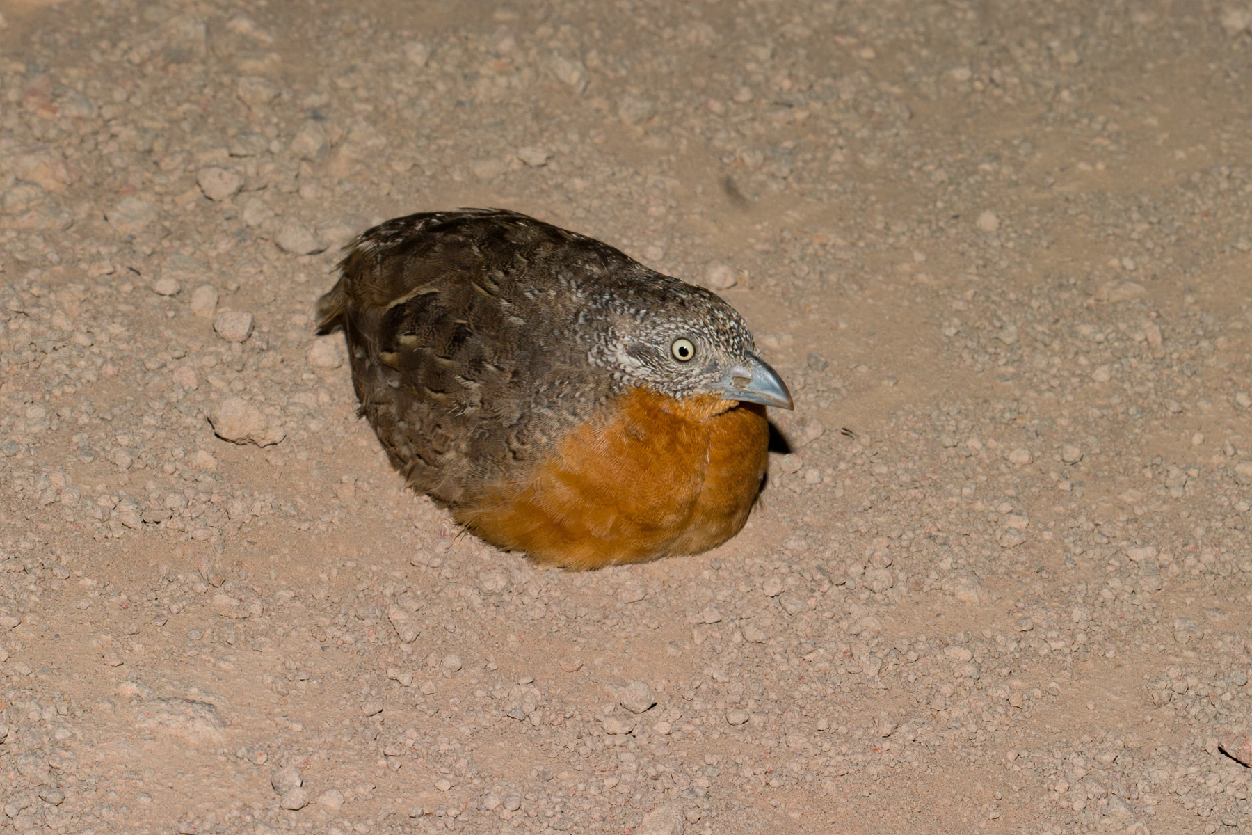 Red-chested Button-quail (Image ID 41183)