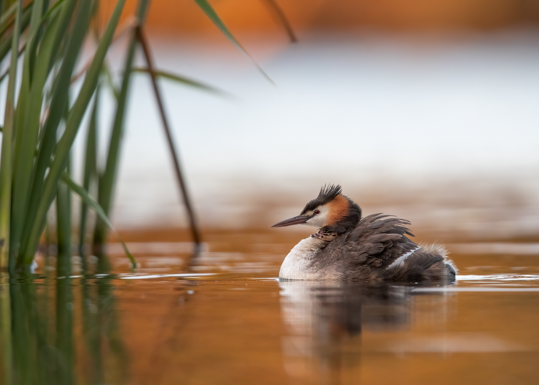Great Crested Grebe (Image ID 41499)