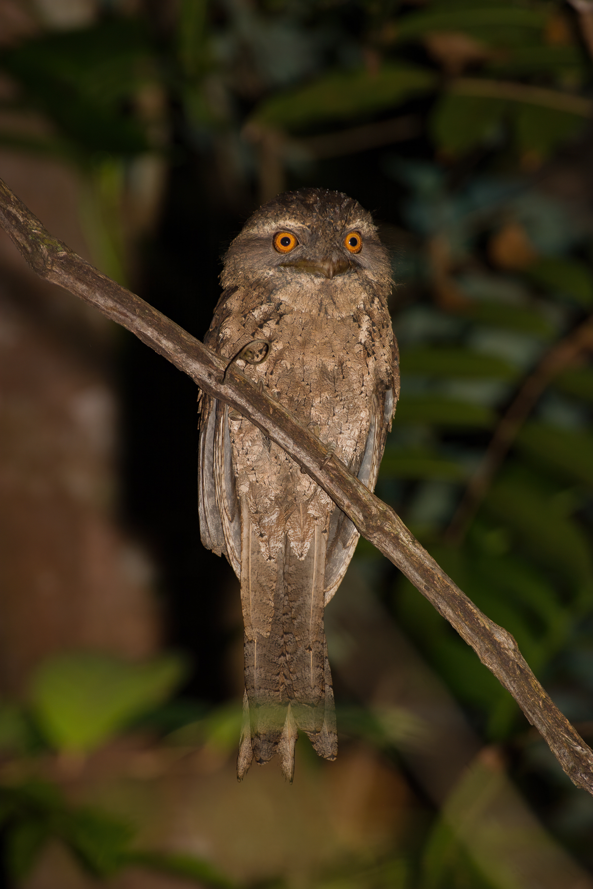 Marbled Frogmouth (Image ID 41174)