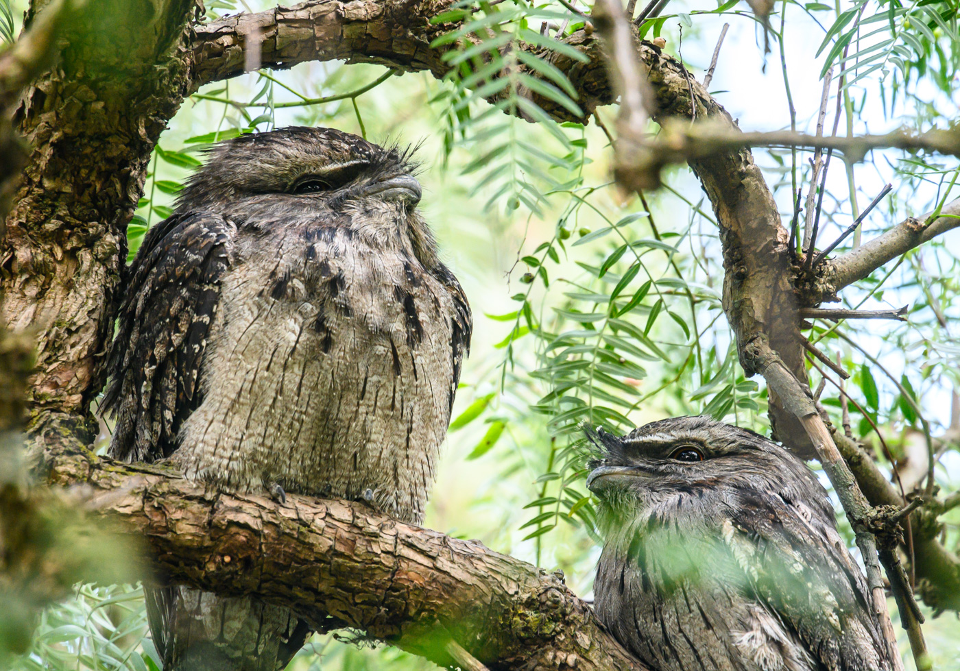 Tawny Frogmouth (Image ID 41083)