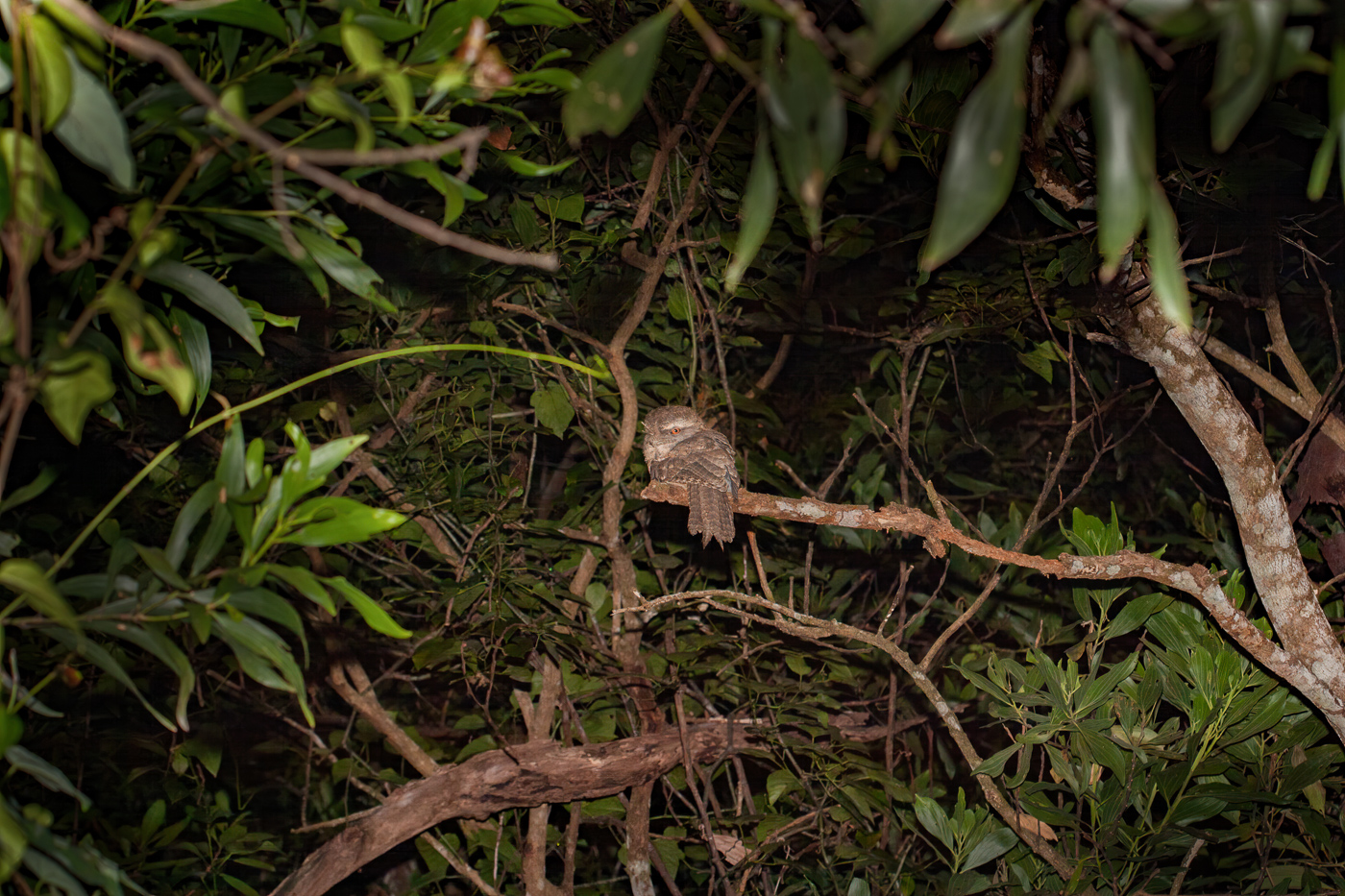 Marbled Frogmouth (Image ID 41191)