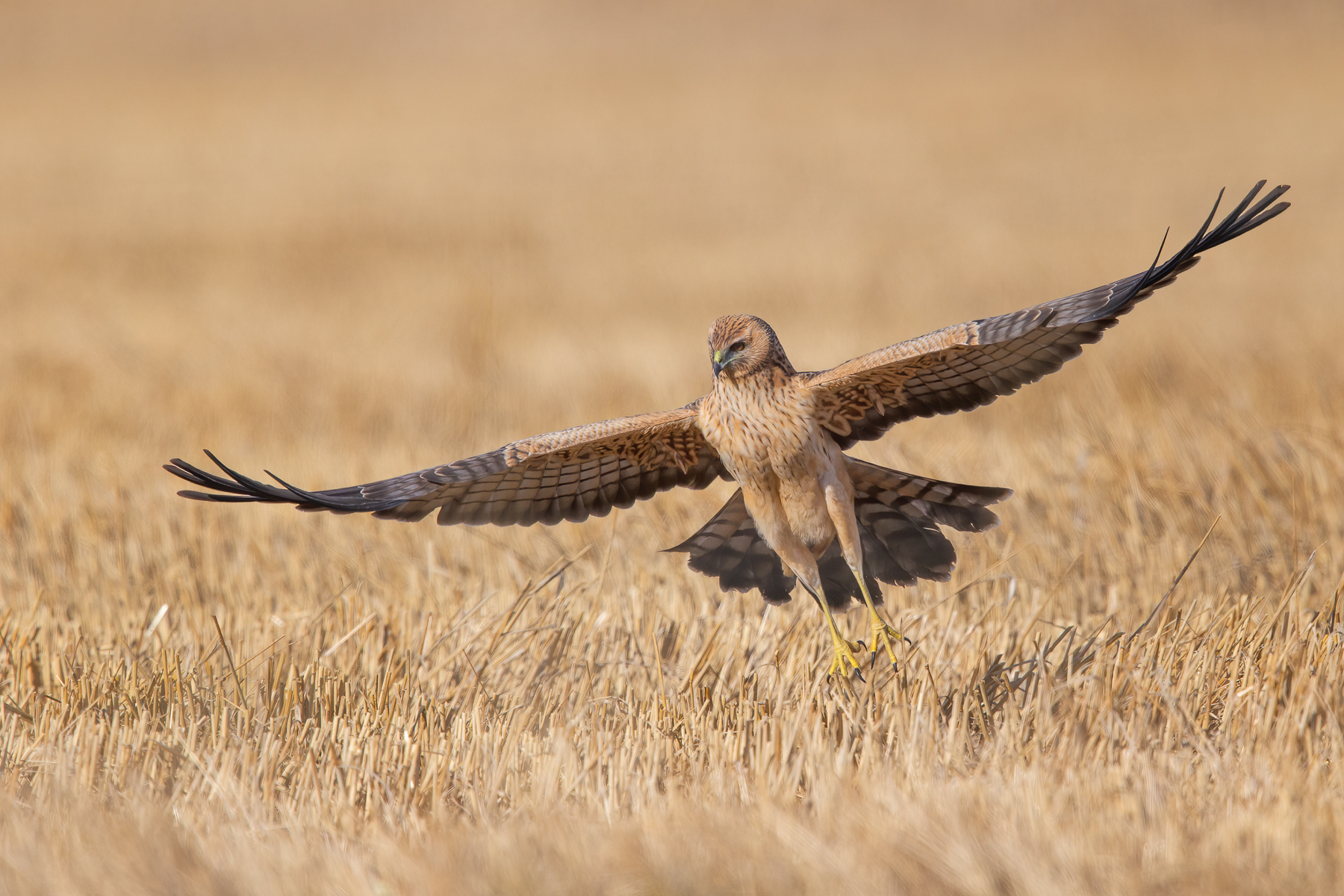 Spotted Harrier (Image ID 41552)