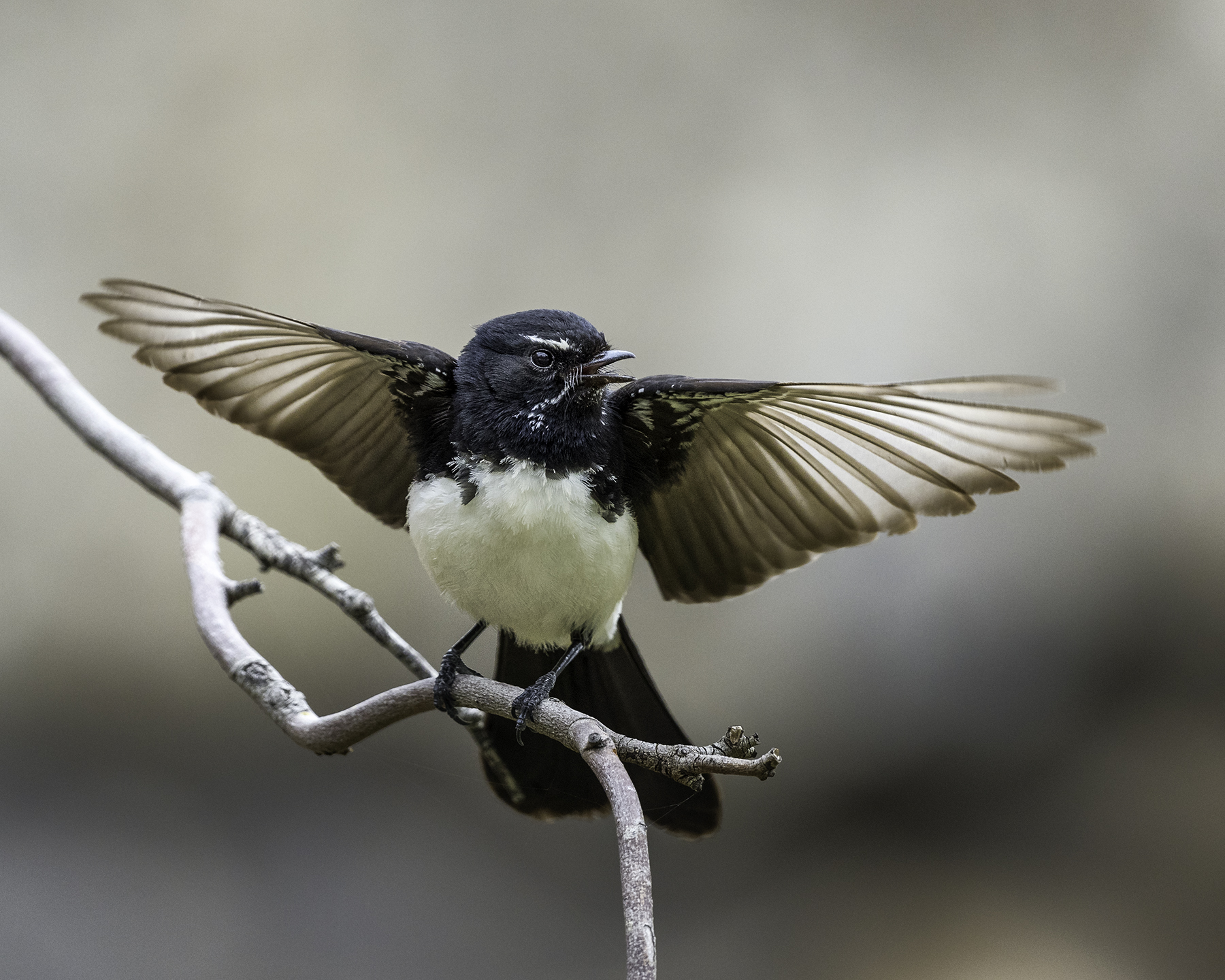 Willie Wagtail (Image ID 41229)