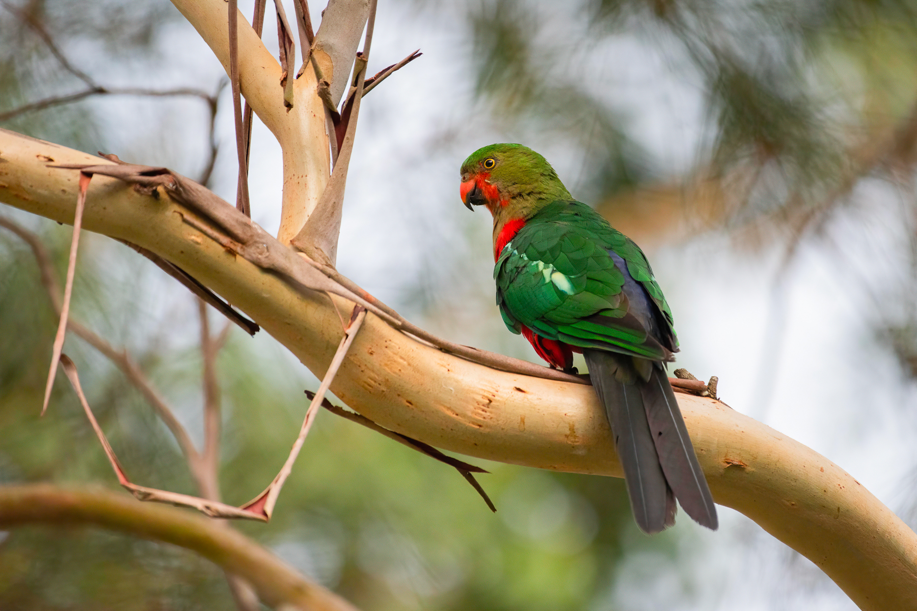 Australian King-Parrot (Image ID 41288)