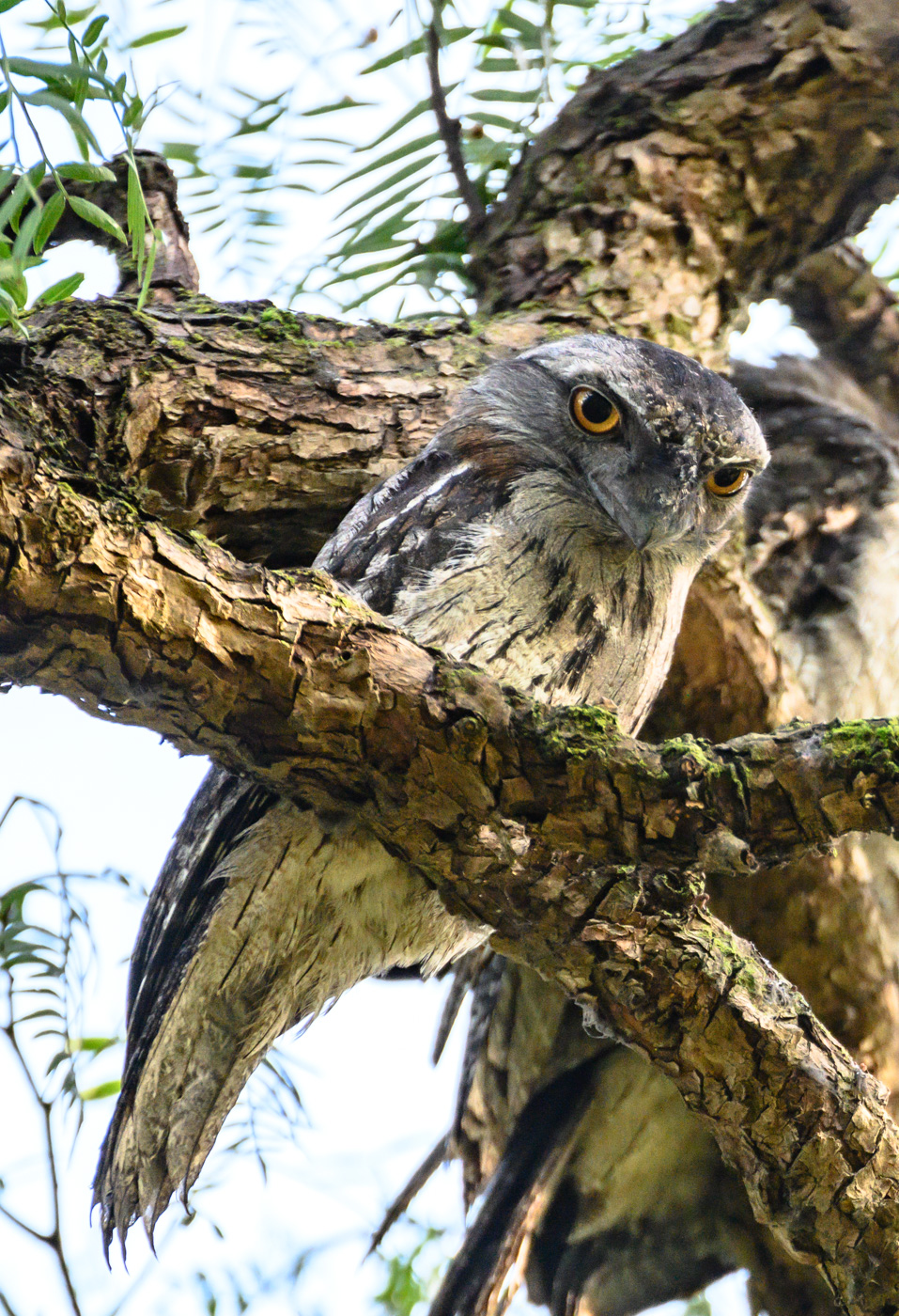 Tawny Frogmouth (Image ID 41103)