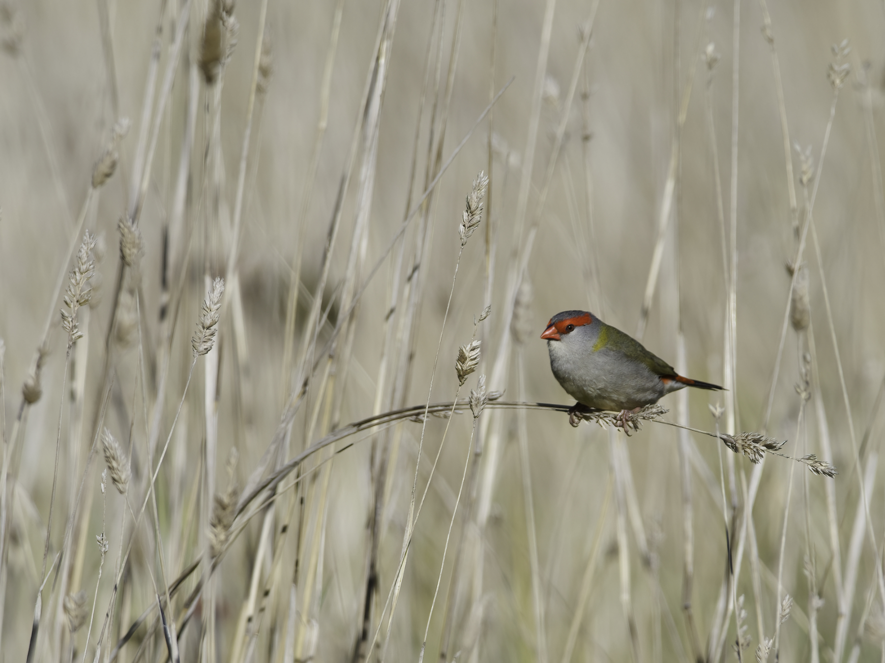 Red-browed Finch (Image ID 41443)