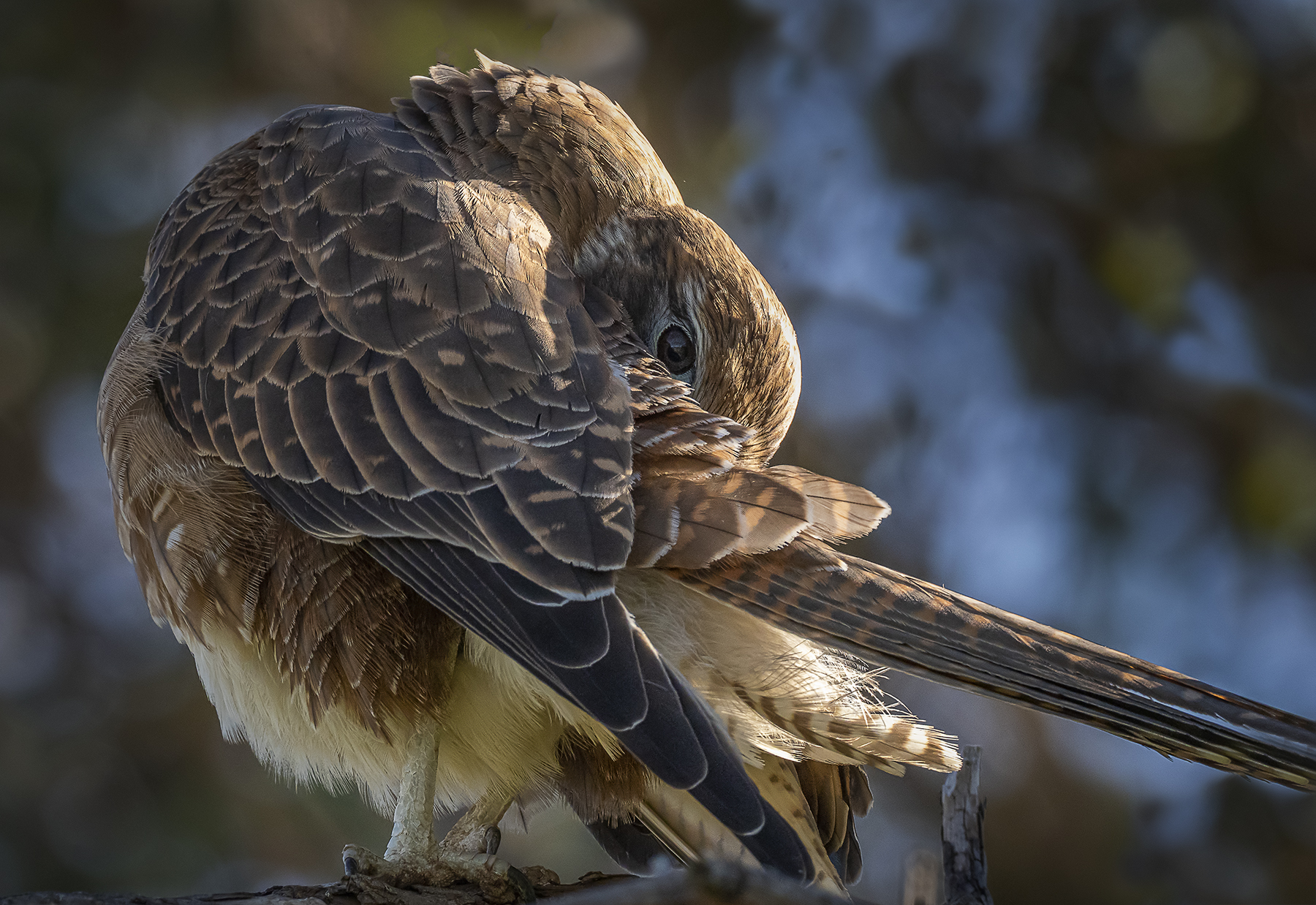 Brown Falcon (Image ID 41149)