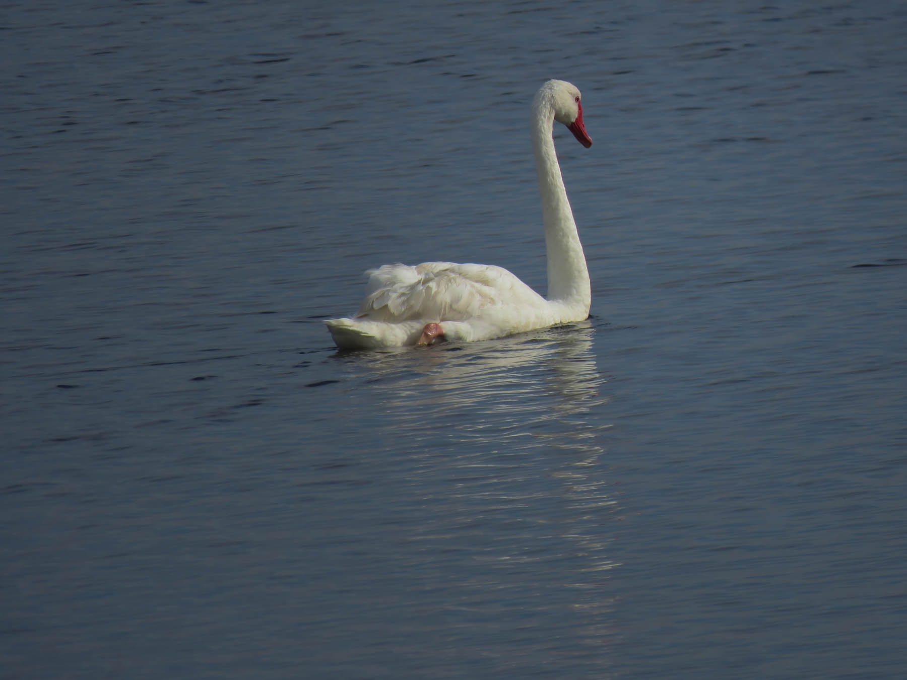 Black Swan (Image ID 41223)
